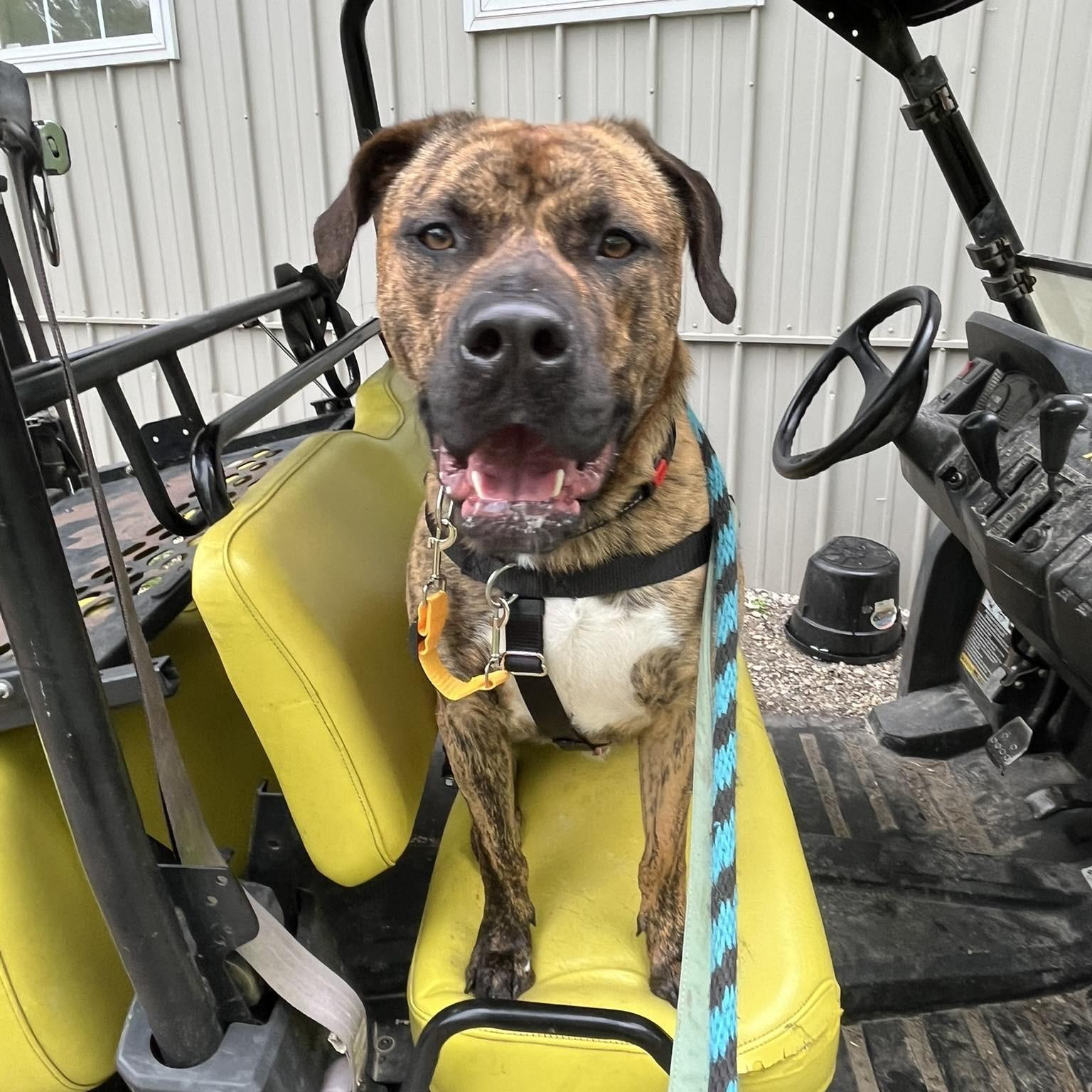 Enlarge Ozzy, an adoptable mixed breed in Phoenixville, PA image 1/6