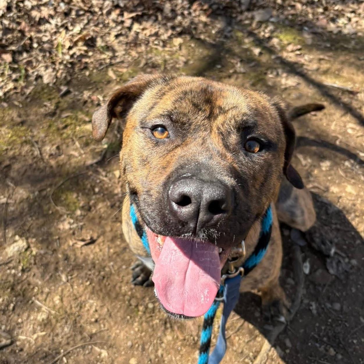 Enlarge Ozzy, an adoptable mixed breed in Phoenixville, PA image 2/6