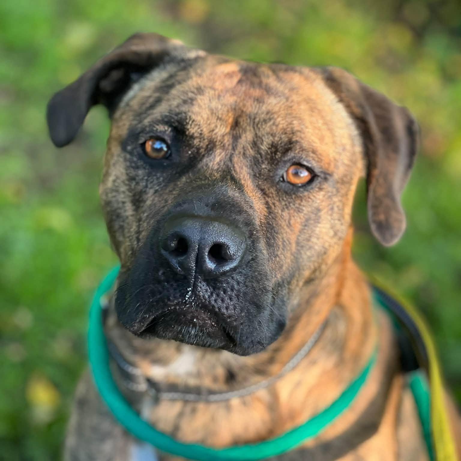 Ozzy, an adoptable mixed breed in Phoenixville, PA image 2/6