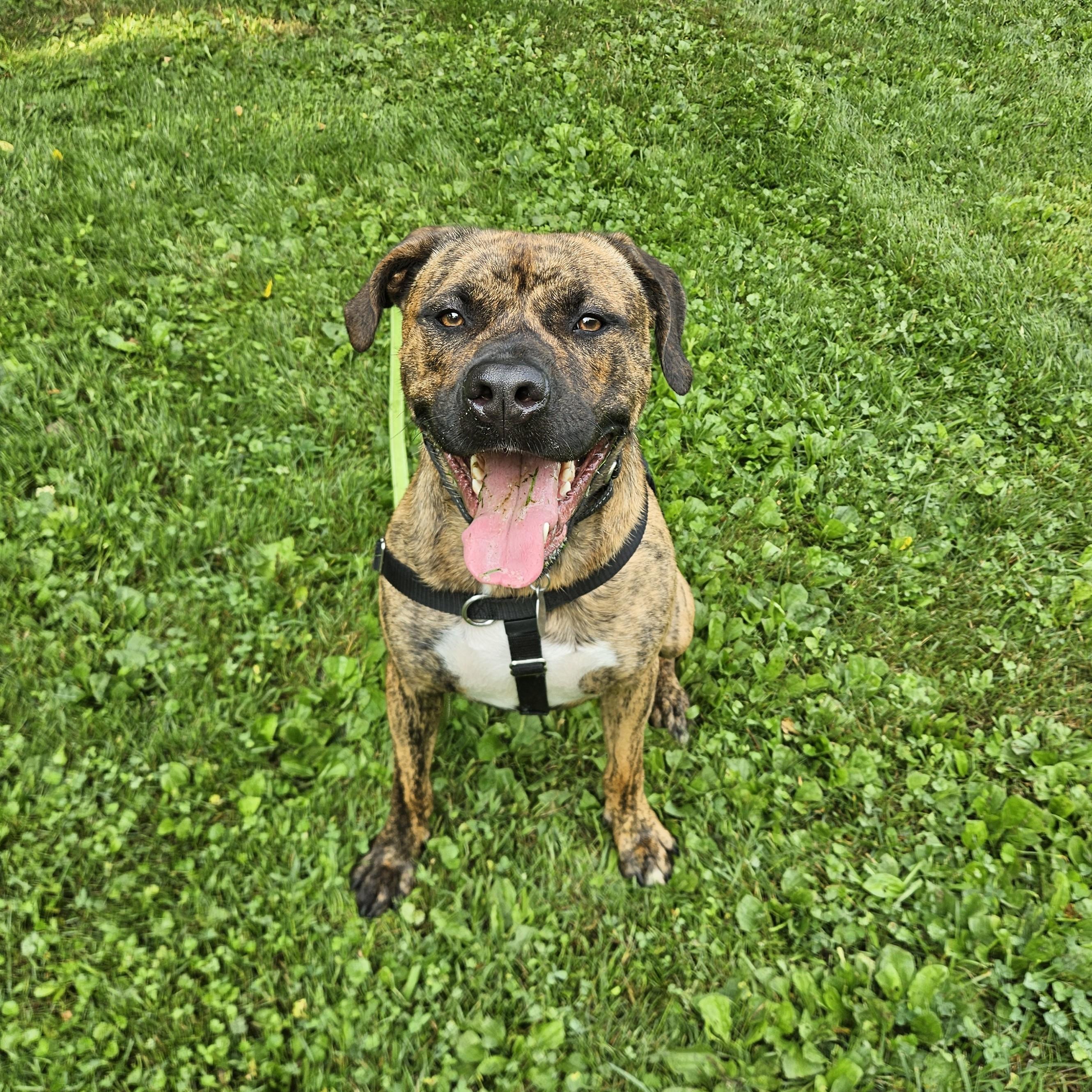 Enlarge Ozzy, an adoptable mixed breed in Phoenixville, PA image 3/6