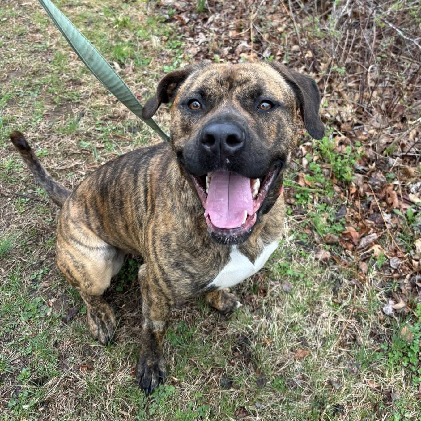 Enlarge Ozzy, an adoptable mixed breed in Phoenixville, PA image 6/6