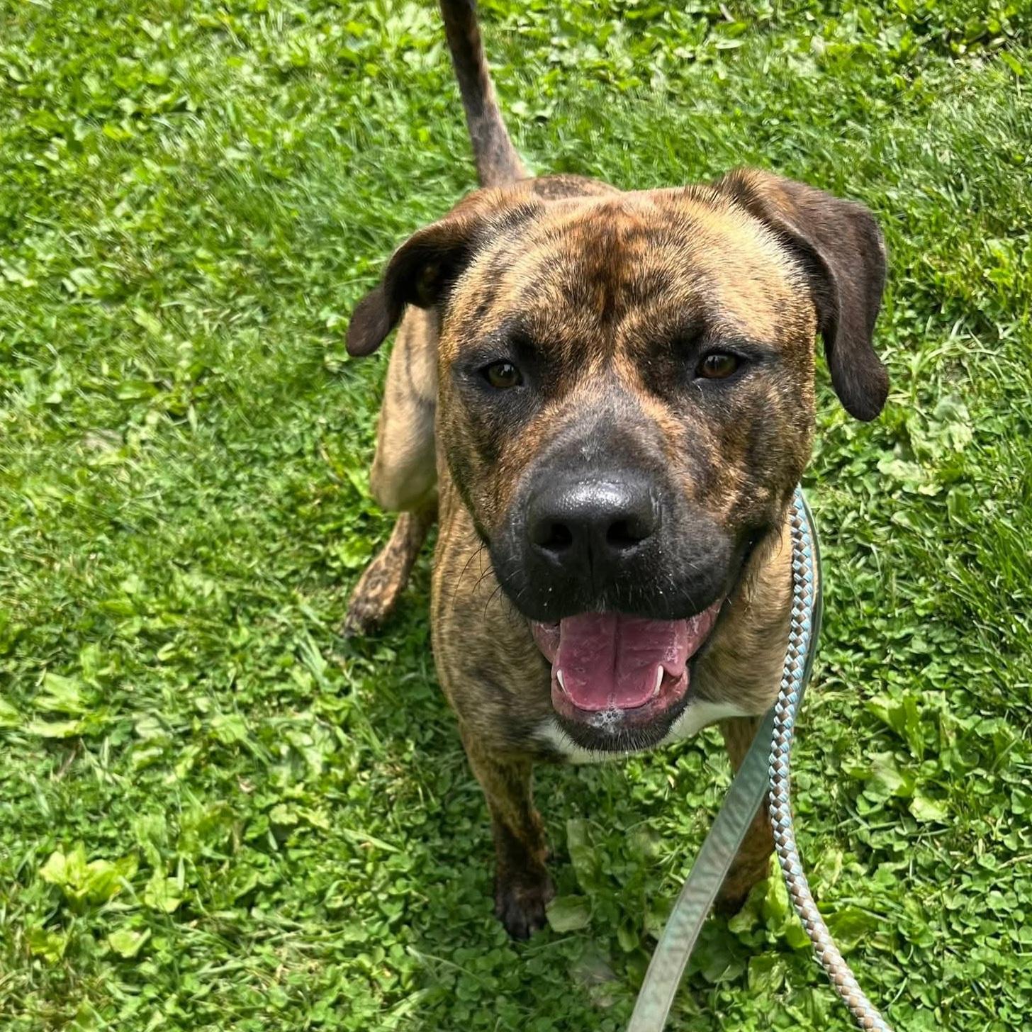 Enlarge Ozzy, an adoptable mixed breed in Phoenixville, PA image 4/6