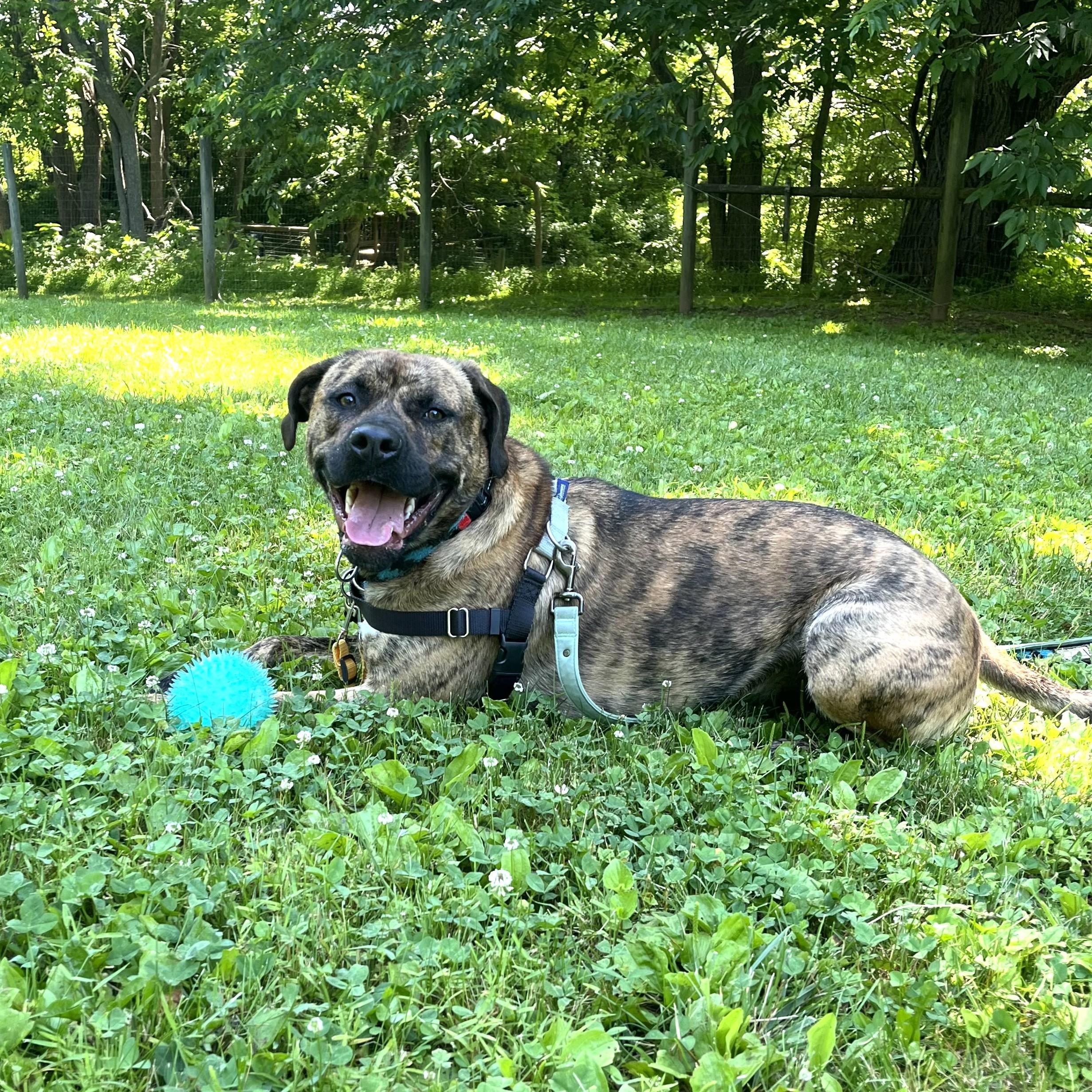 Enlarge Ozzy, an adoptable mixed breed in Phoenixville, PA image 2/6