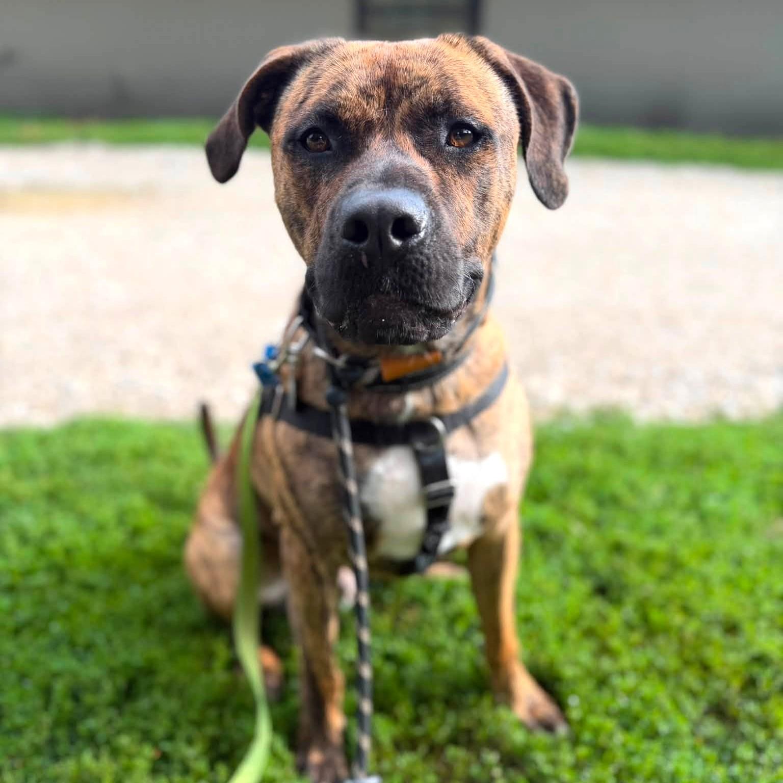 Ozzy, an adoptable mixed breed in Phoenixville, PA image 1/6
