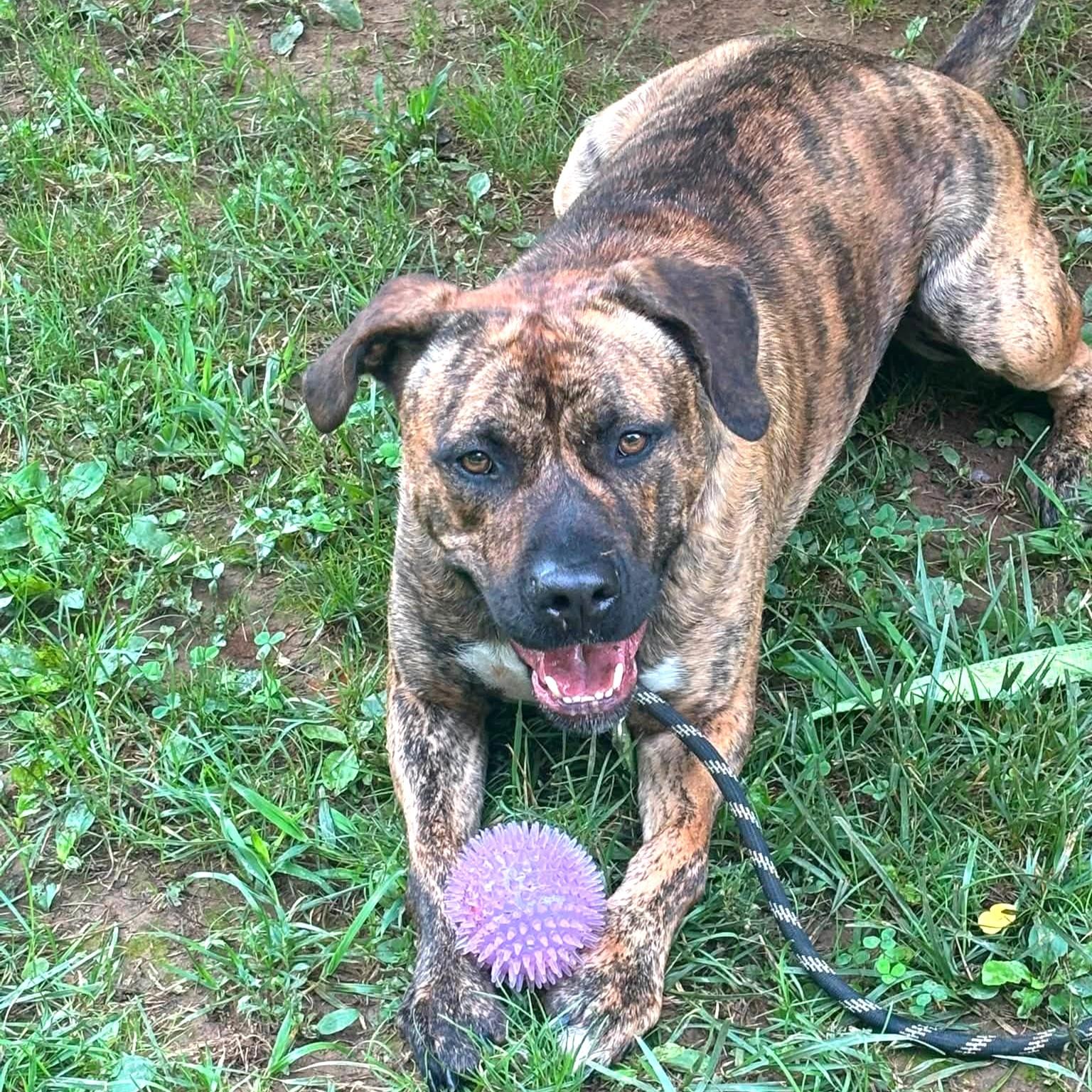 Ozzy, an adoptable mixed breed in Phoenixville, PA image 2/6