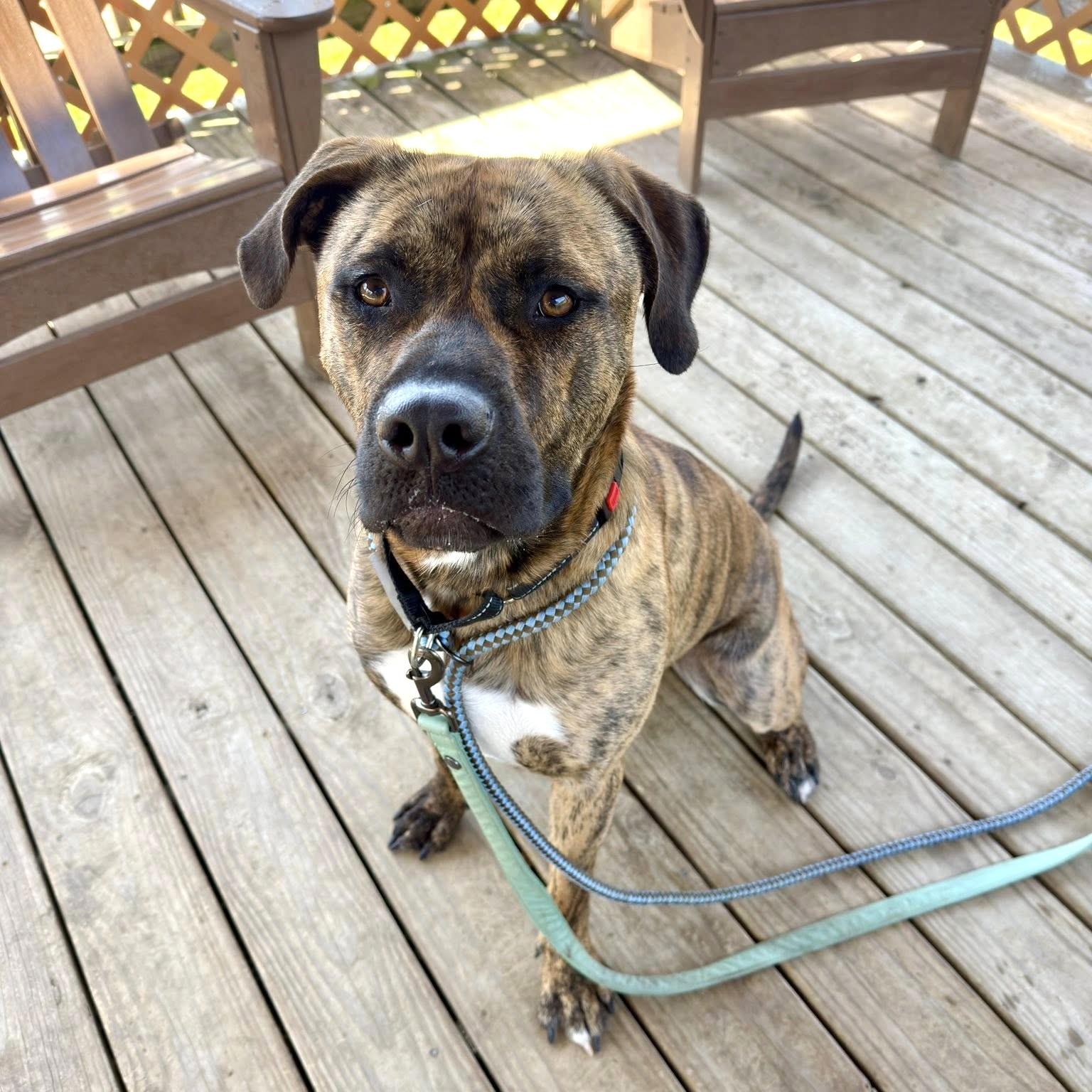 Enlarge Ozzy, an adoptable mixed breed in Phoenixville, PA image 3/6