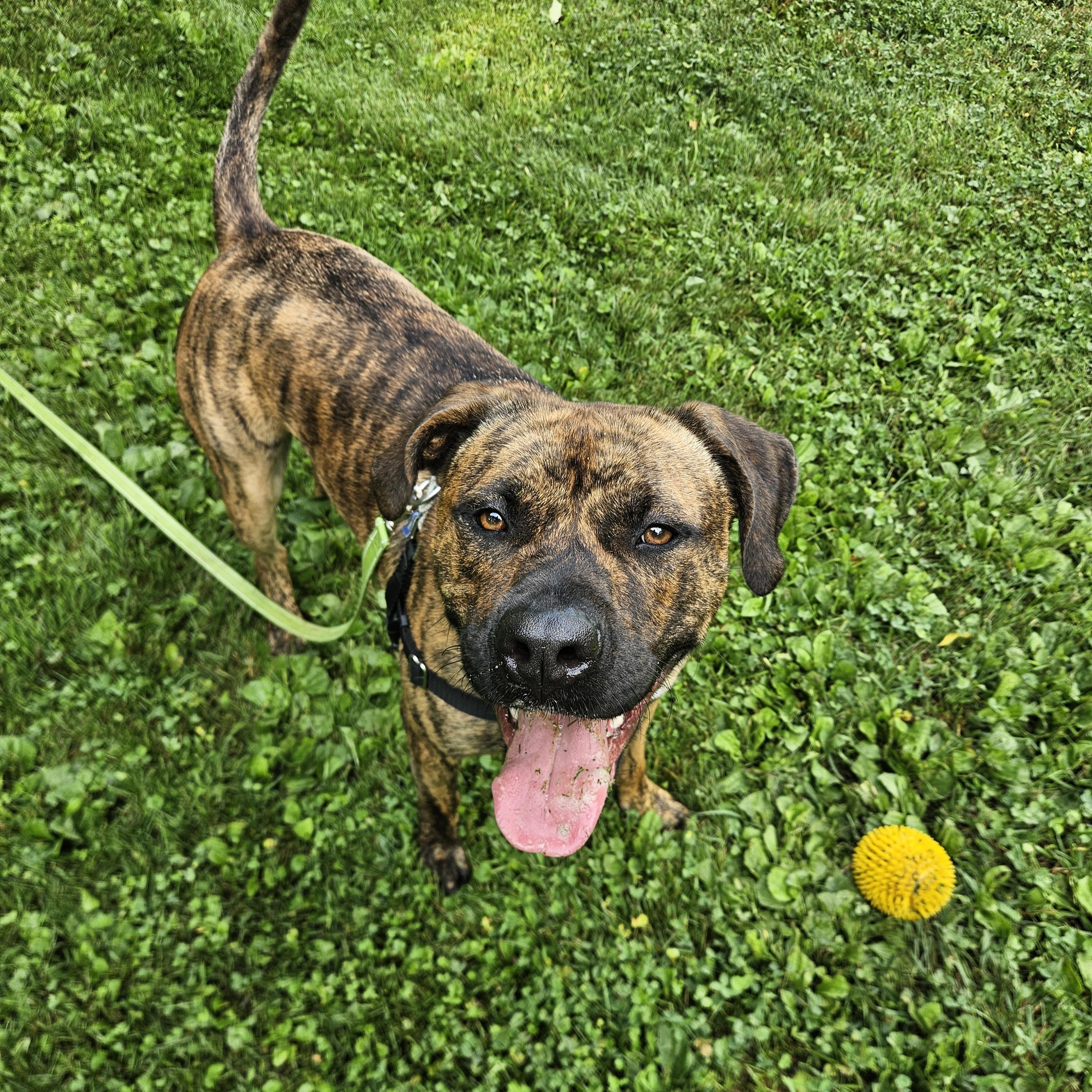Ozzy, adoptable, Young Male Pit Bull Terrier & Boxer.
