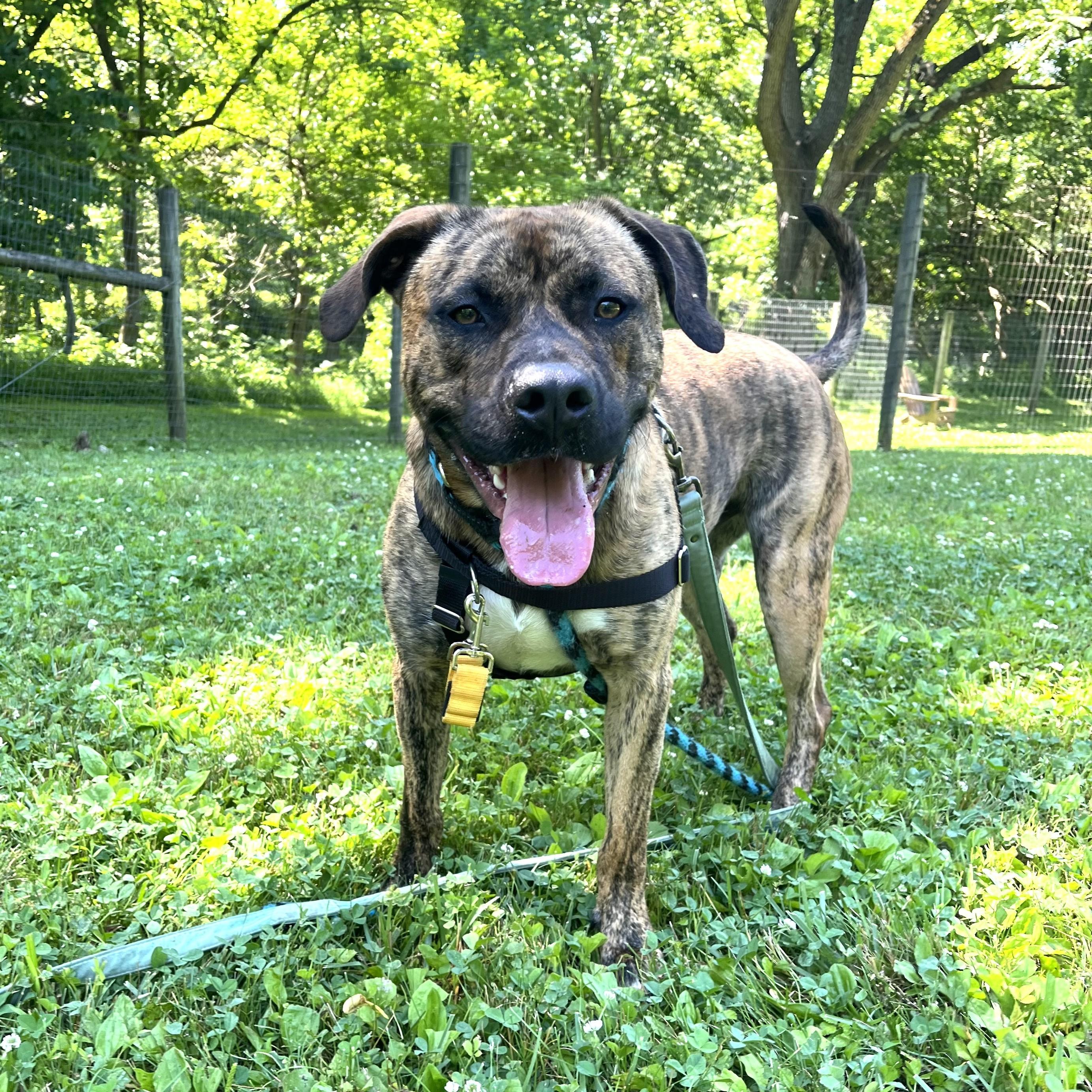 Enlarge Ozzy, an adoptable mixed breed in Phoenixville, PA image 1/6