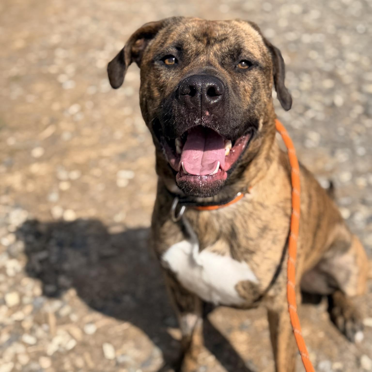 Enlarge Ozzy, an adoptable mixed breed in Phoenixville, PA image 5/6