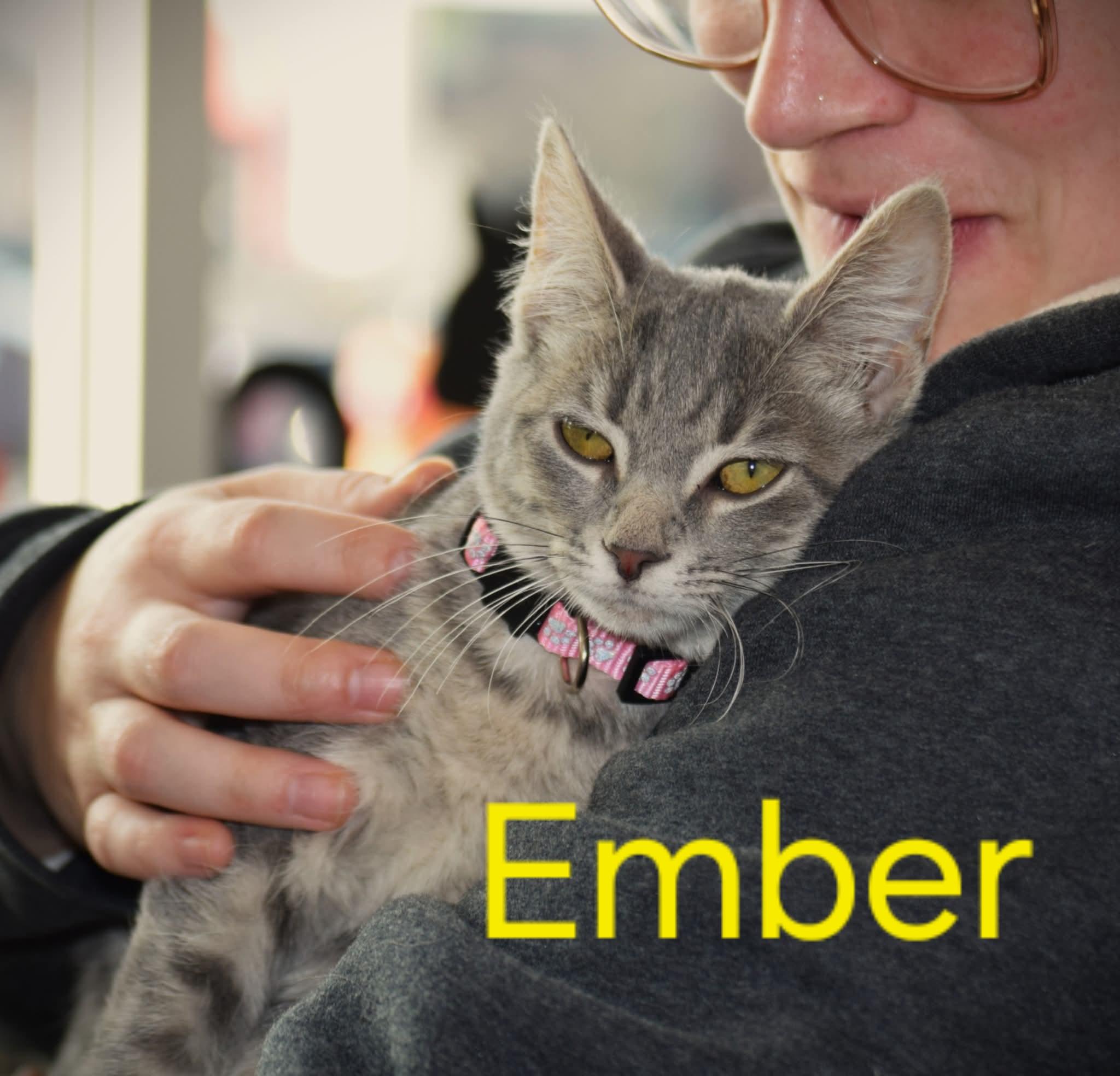 Ember, ADOPTABLE, Young Female Tabby & Domestic Short Hair.
