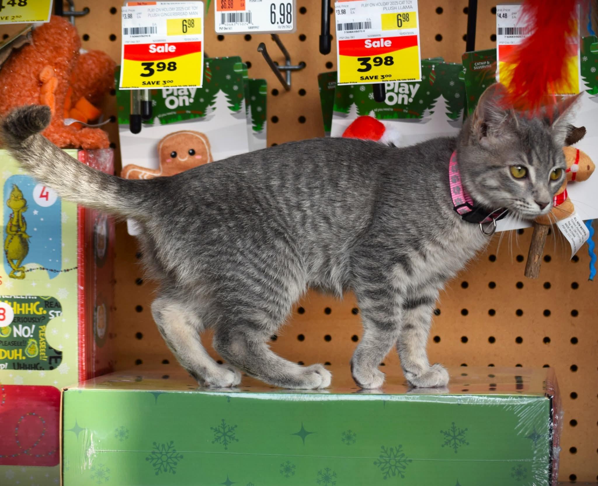 Enlarge Ember, a ADOPTABLE mixed breed in Evansville, IN image 2/2