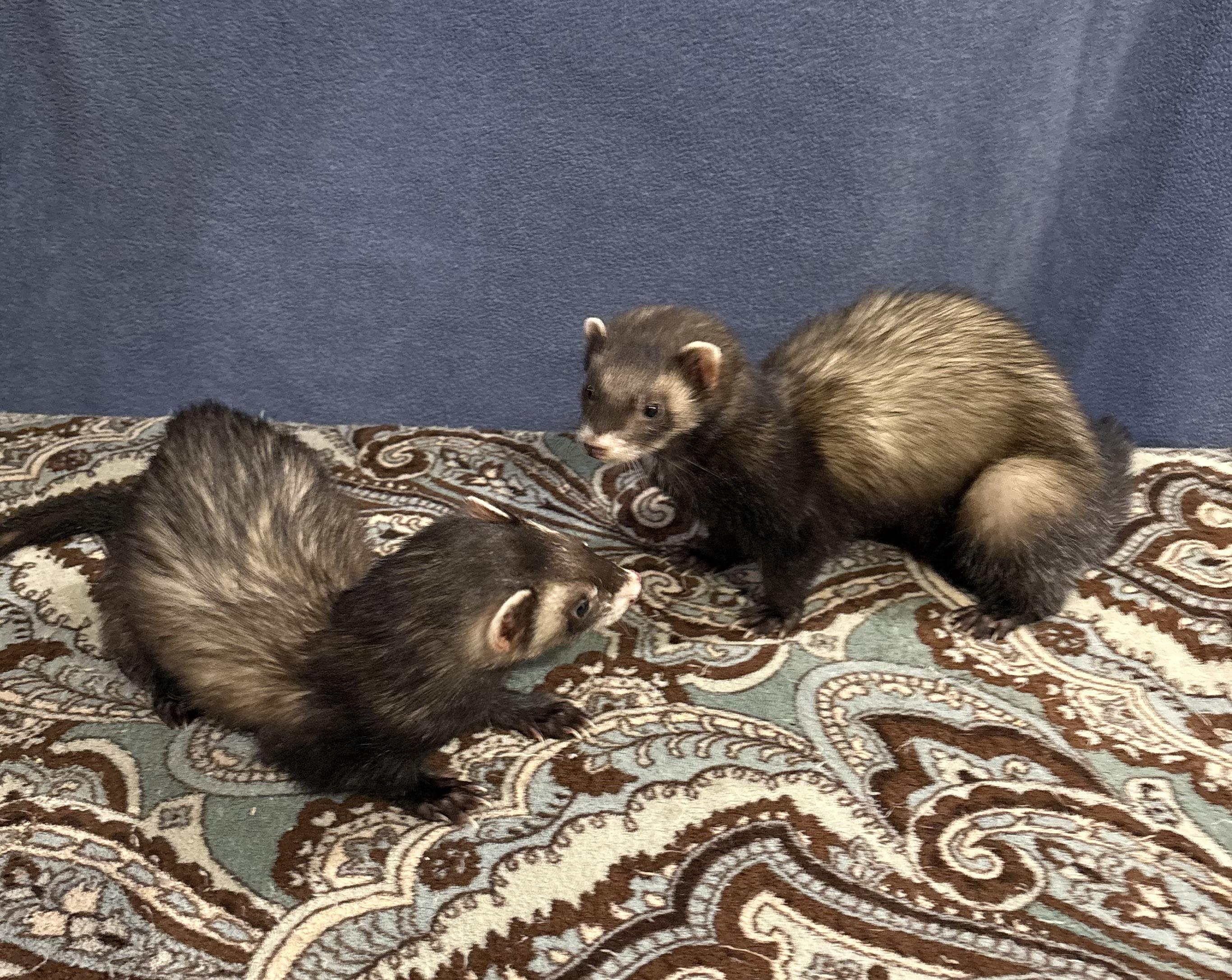 Enlarge Pir AND Toothy, a Adoptable Ferret in Grand Rapids, MI image 1/1