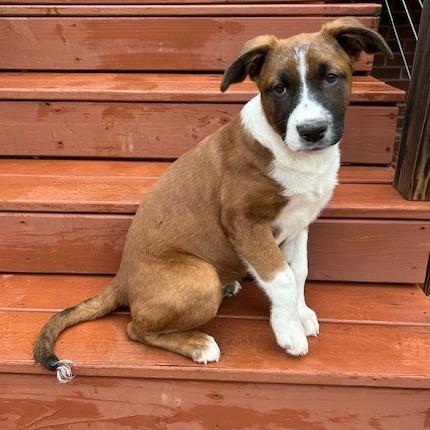 Petunia — thumbnail 2