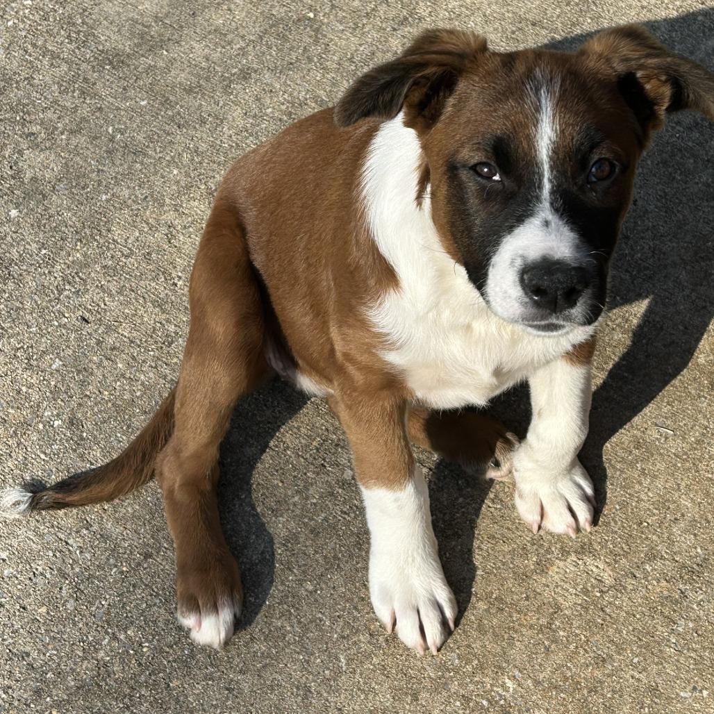 Petunia — thumbnail 3