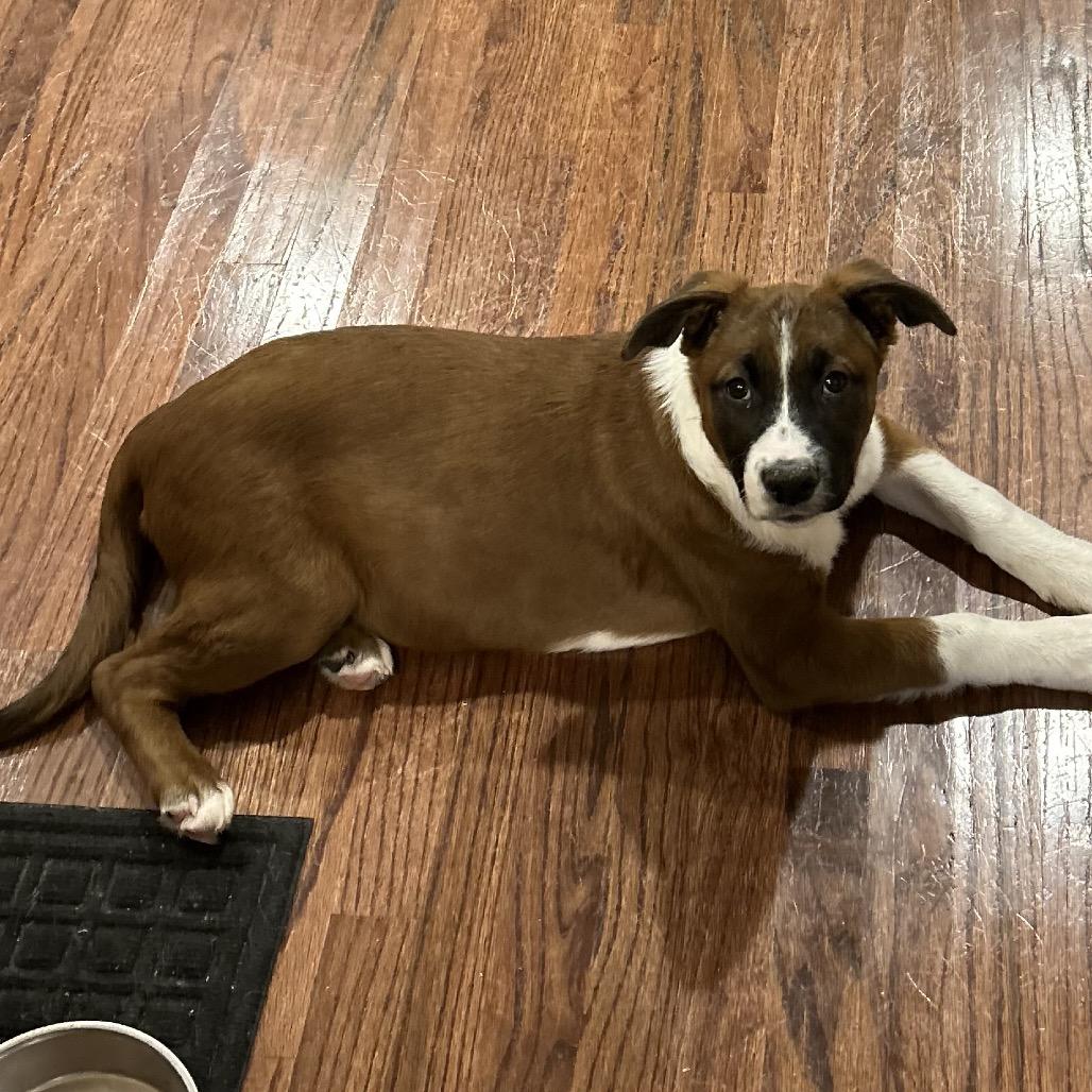 Petunia — thumbnail 4