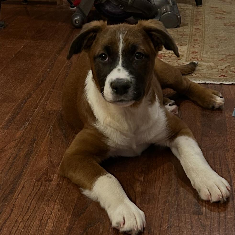 Petunia — thumbnail 5