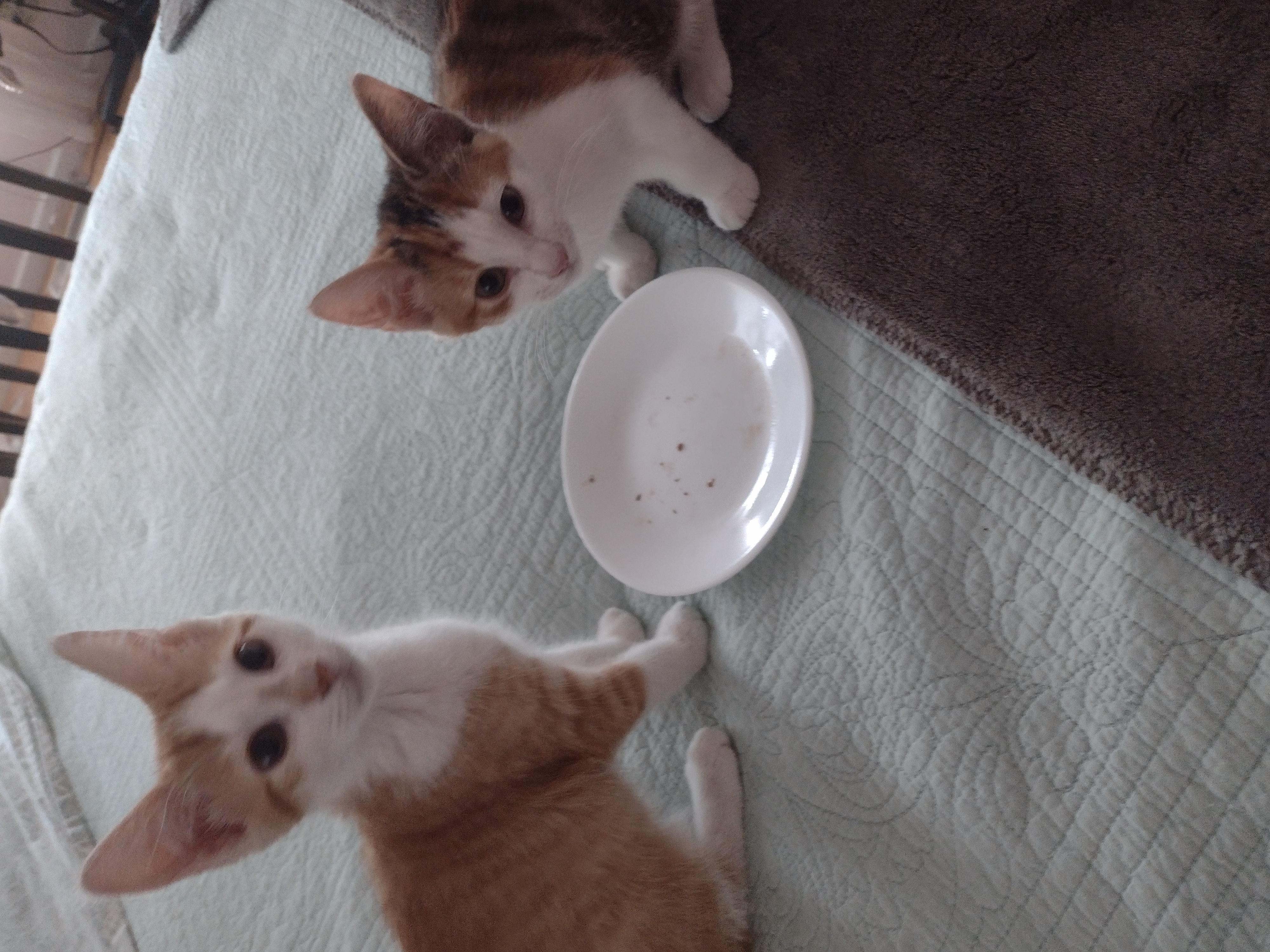 Patsy  – “A Very Loving Dilute Calico”, Adopted, Young Female Domestic Short Hair.