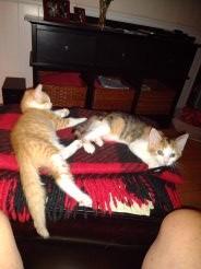 Patsy – “A Very Loving Dilute Calico”, a Adopted Domestic Short Hair in Sedalia, MO image 2/3