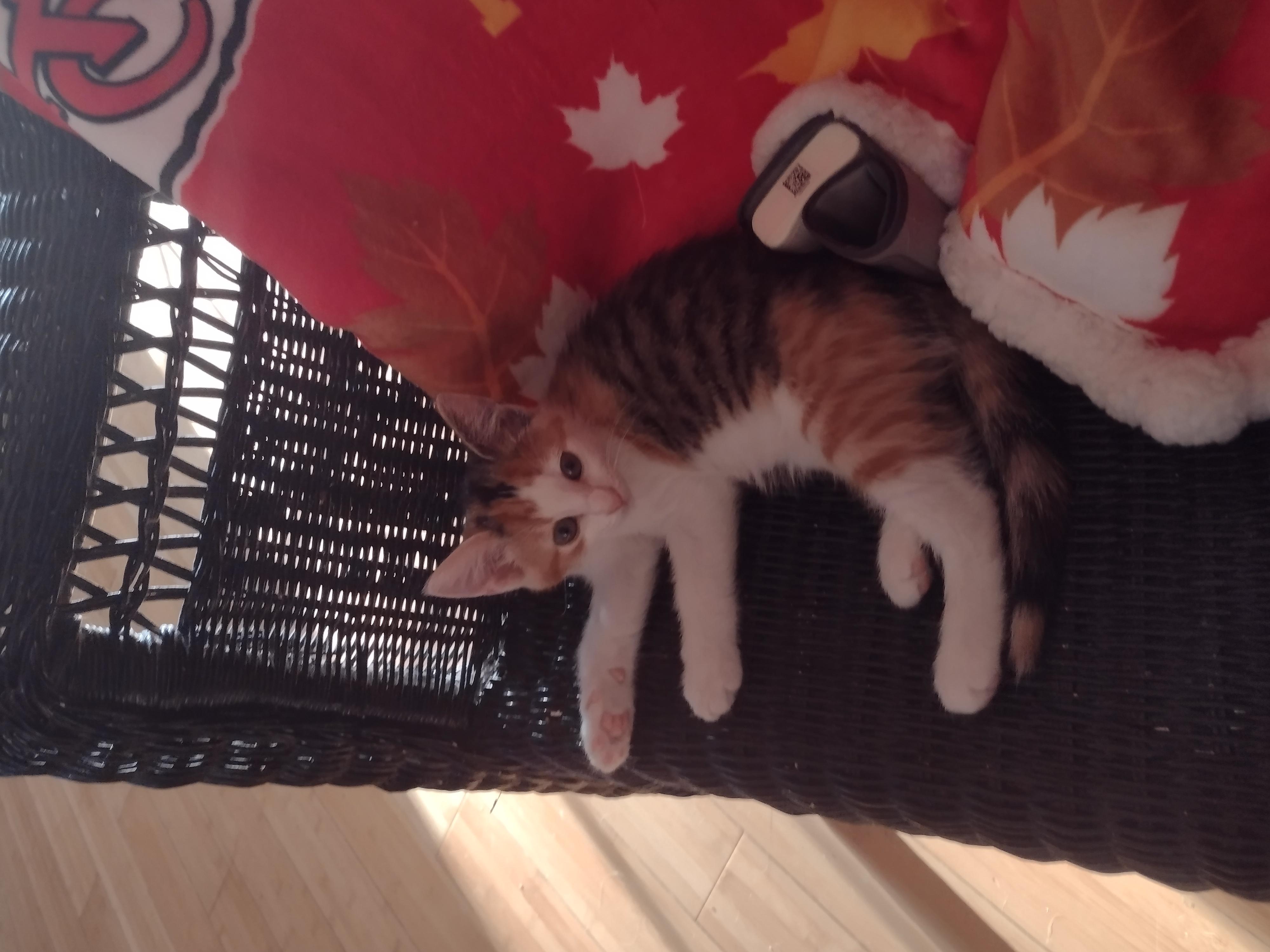 Patsy – “A Very Loving Dilute Calico”, a Adopted Domestic Short Hair in Sedalia, MO image 3/3