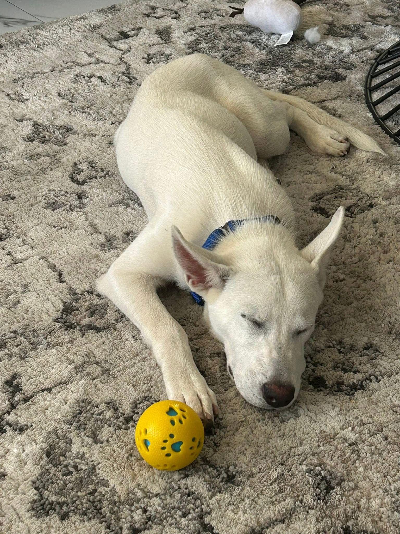 Drake, a Adopted White German Shepherd in Lutz, FL image 1/3