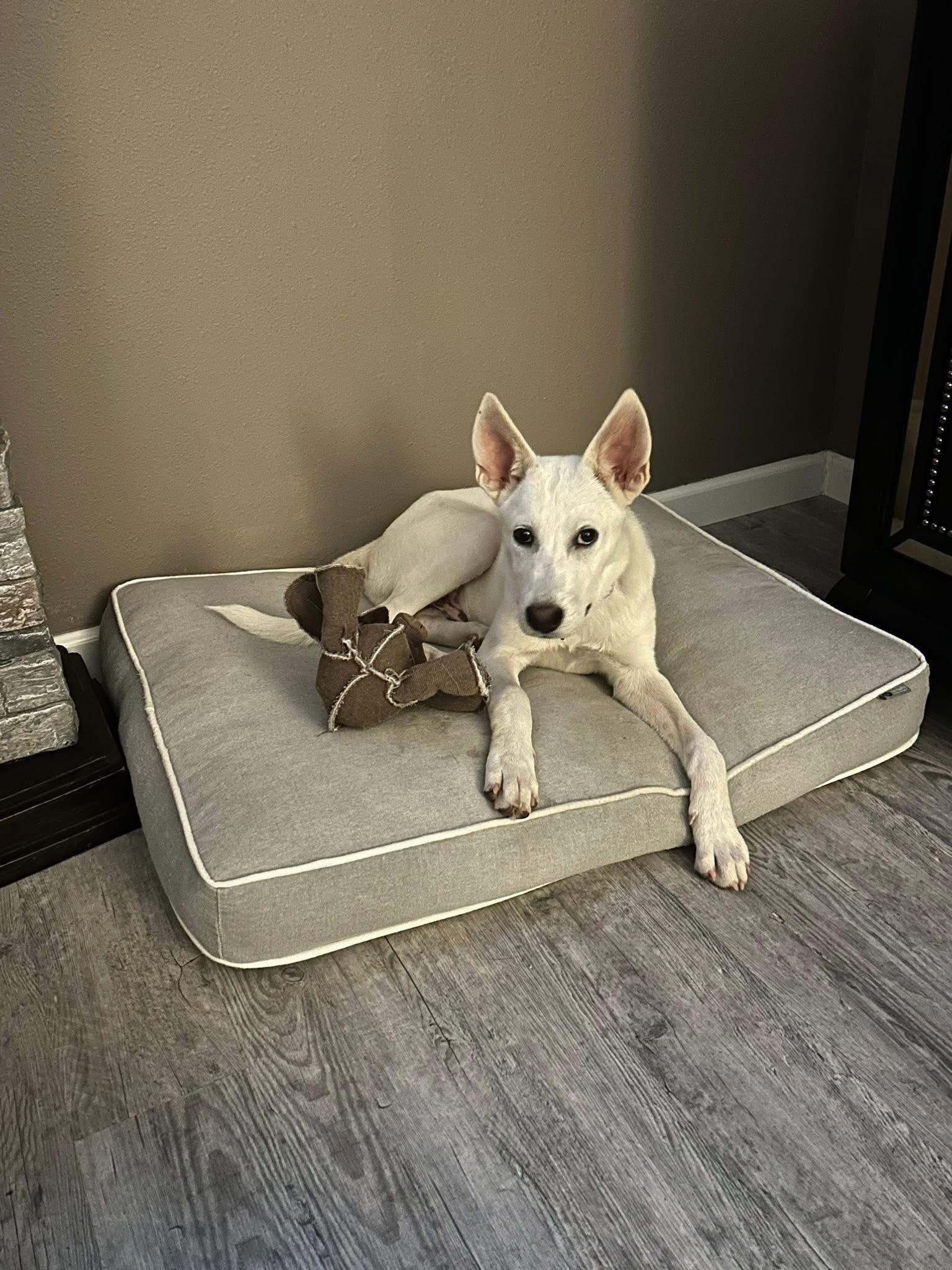 Drake, a Adopted White German Shepherd in Lutz, FL image 2/3