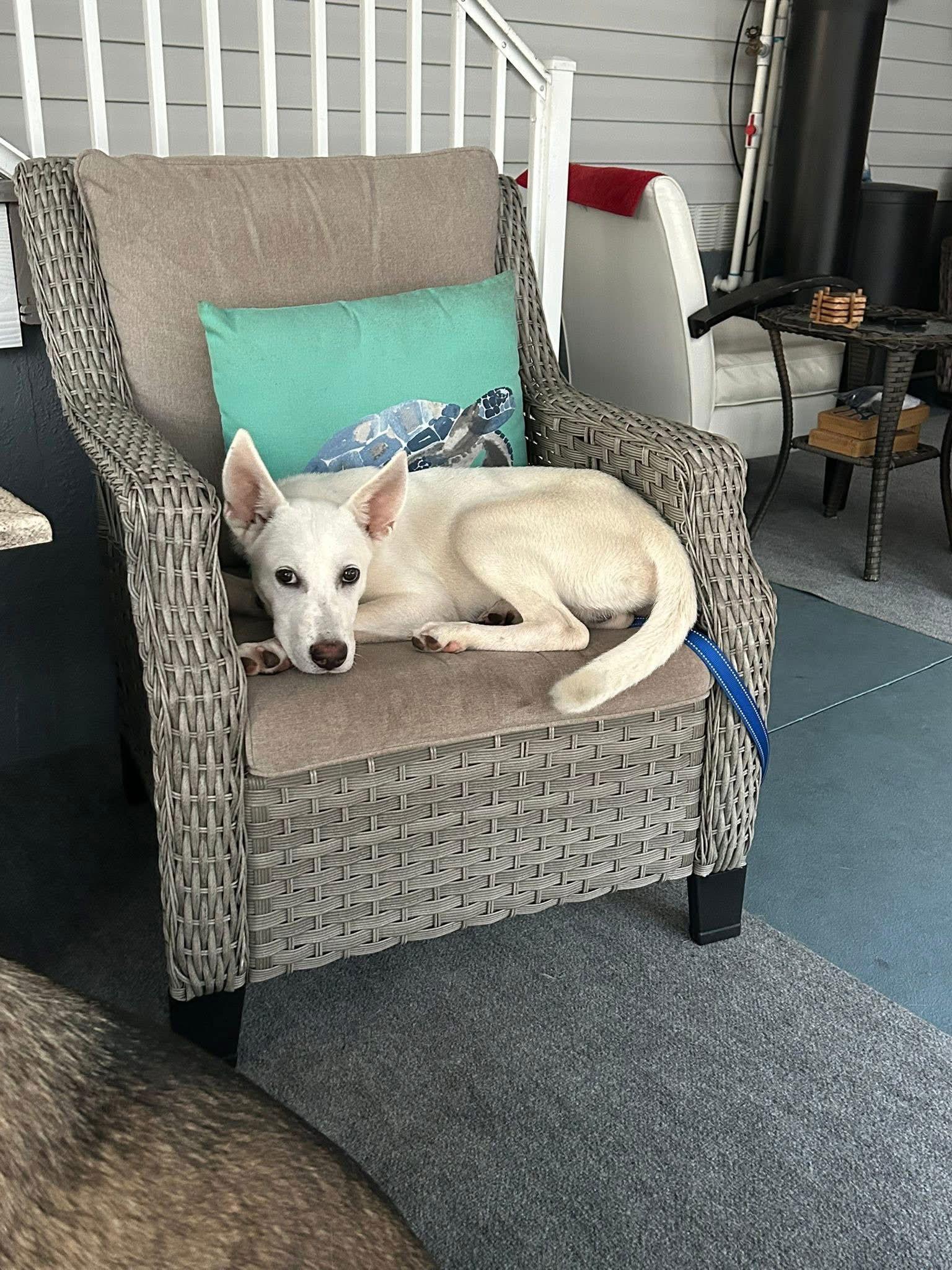 Drake, a Adopted White German Shepherd in Lutz, FL image 3/3