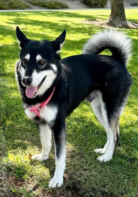 Enlarge YOSEMITE SAM, a Adoptable mixed breed in Redlands, CA image 1/1