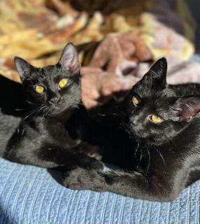 Smudge, Adoptable, Adult Male Domestic Short Hair.