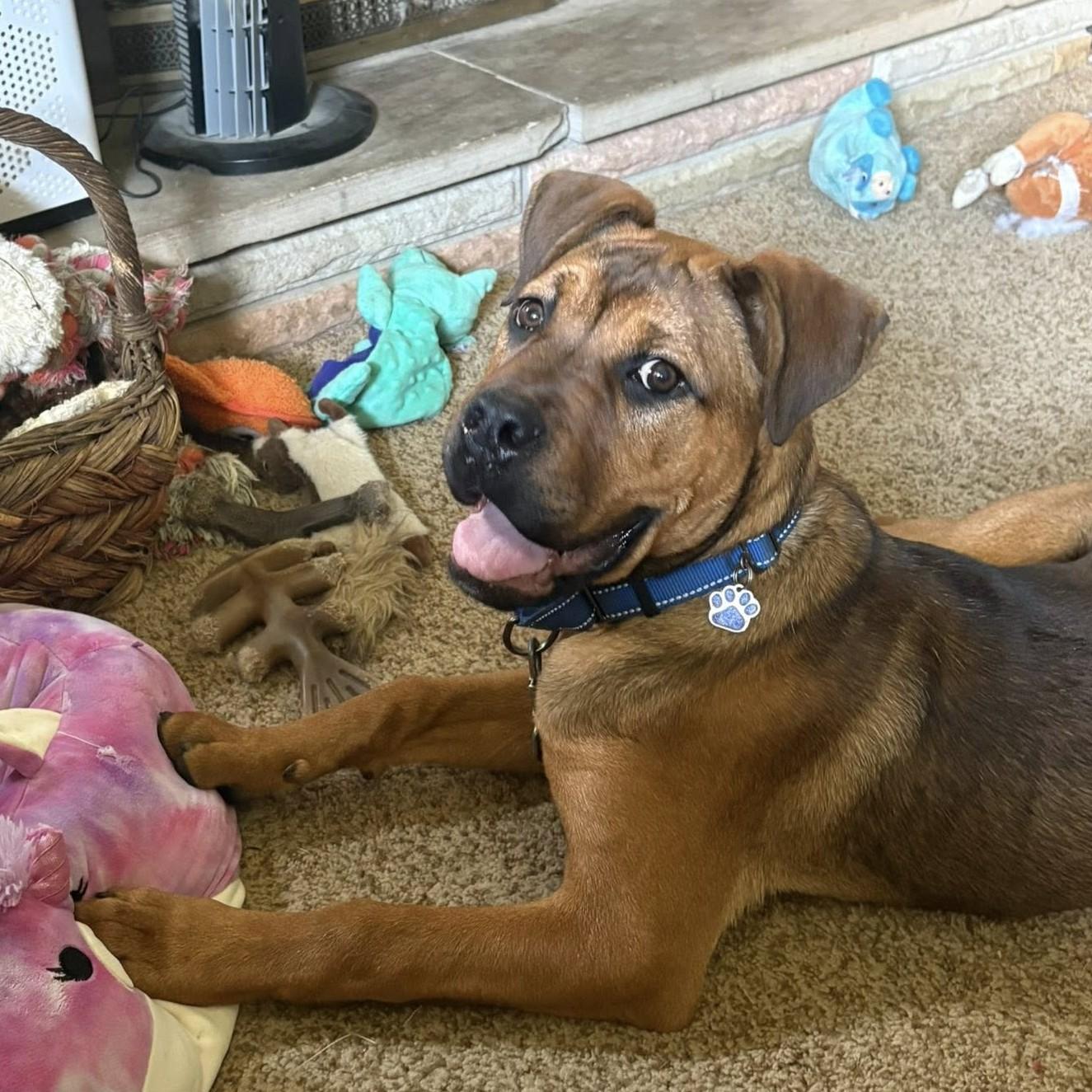 Enlarge Einstein, a ADOPTABLE mixed breed in Grafton, OH image 1/4