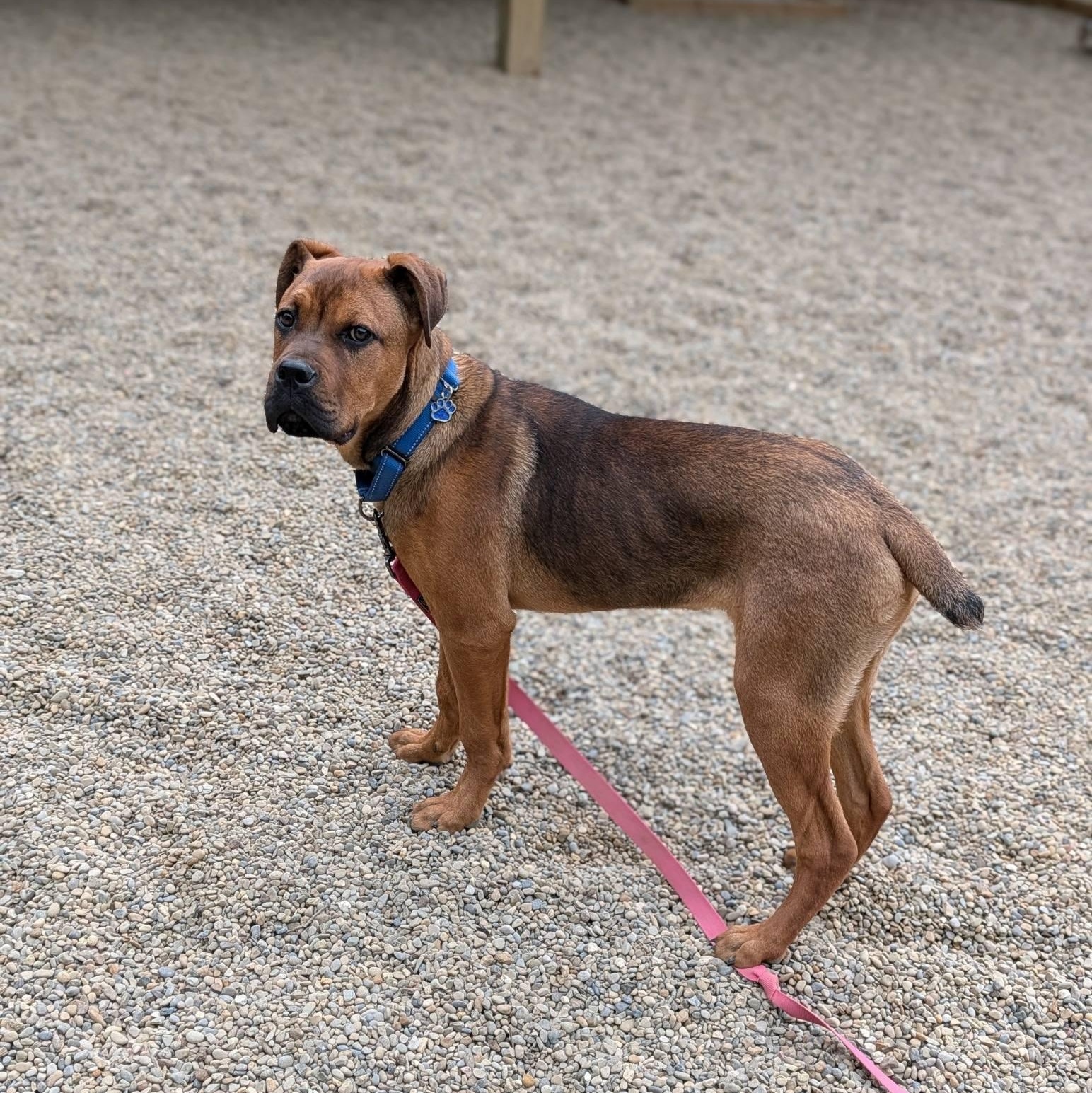 Enlarge Einstein, a ADOPTABLE mixed breed in Grafton, OH image 4/4