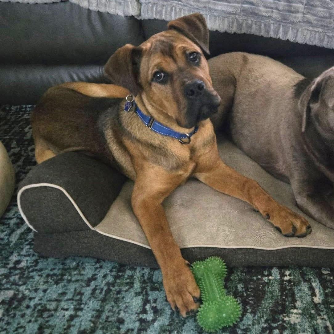 Enlarge Einstein, a ADOPTABLE mixed breed in Grafton, OH image 3/4