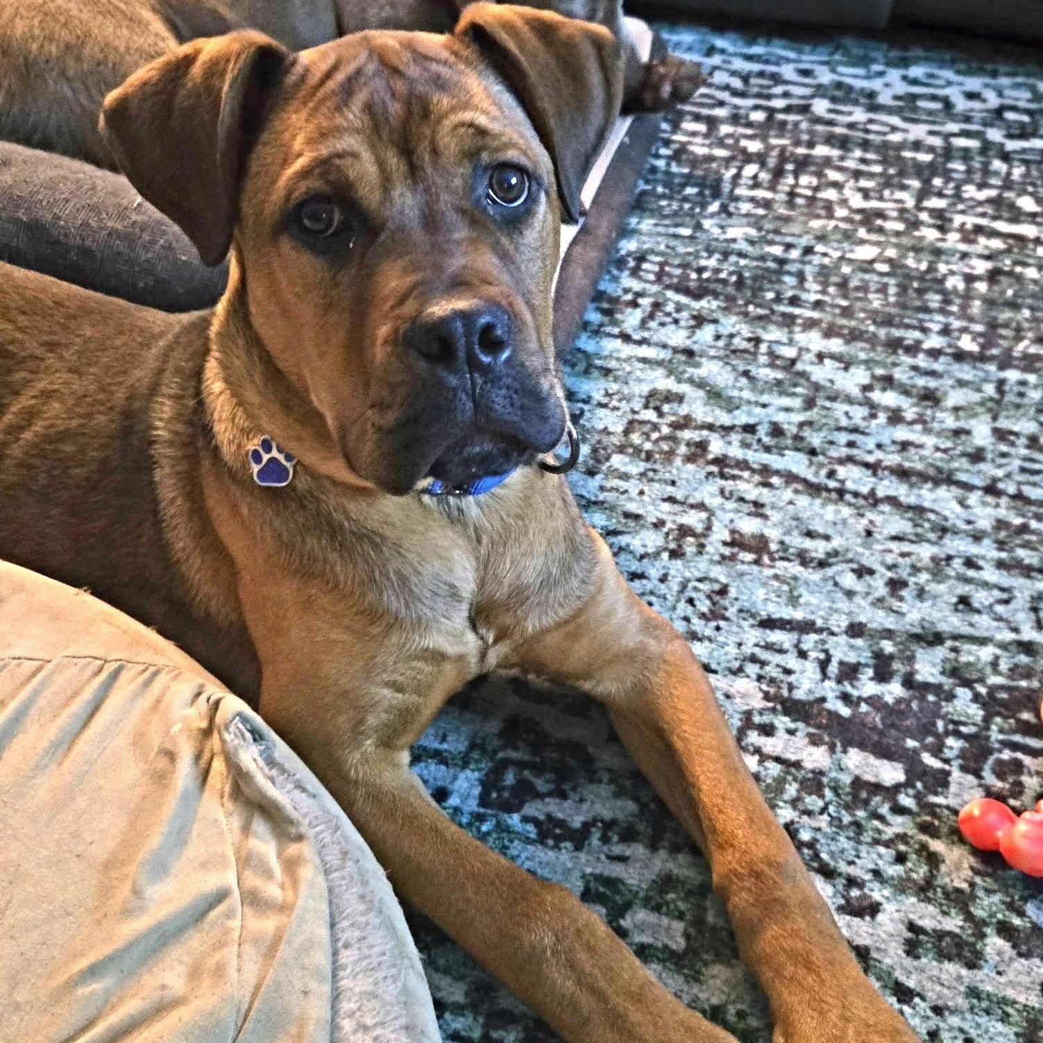 Enlarge Einstein, a ADOPTABLE mixed breed in Grafton, OH image 2/4