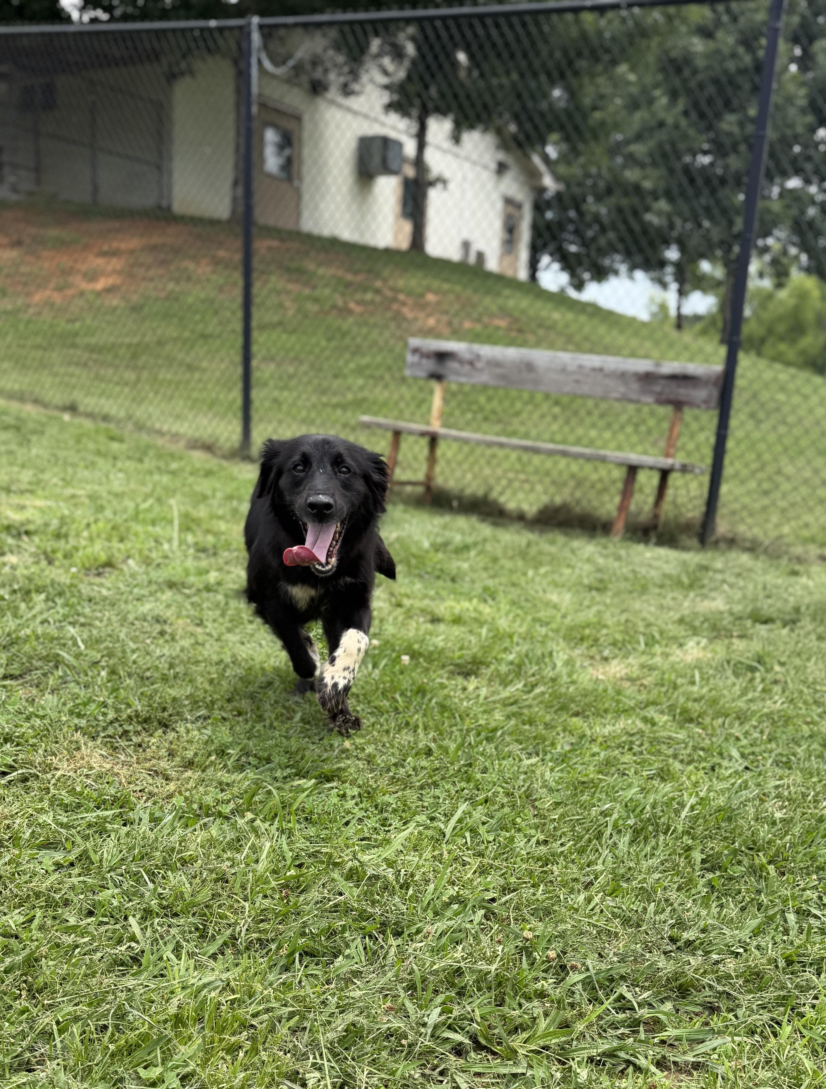 Gilly, a ADOPTABLE mixed breed in Lebanon, TN image 3/3