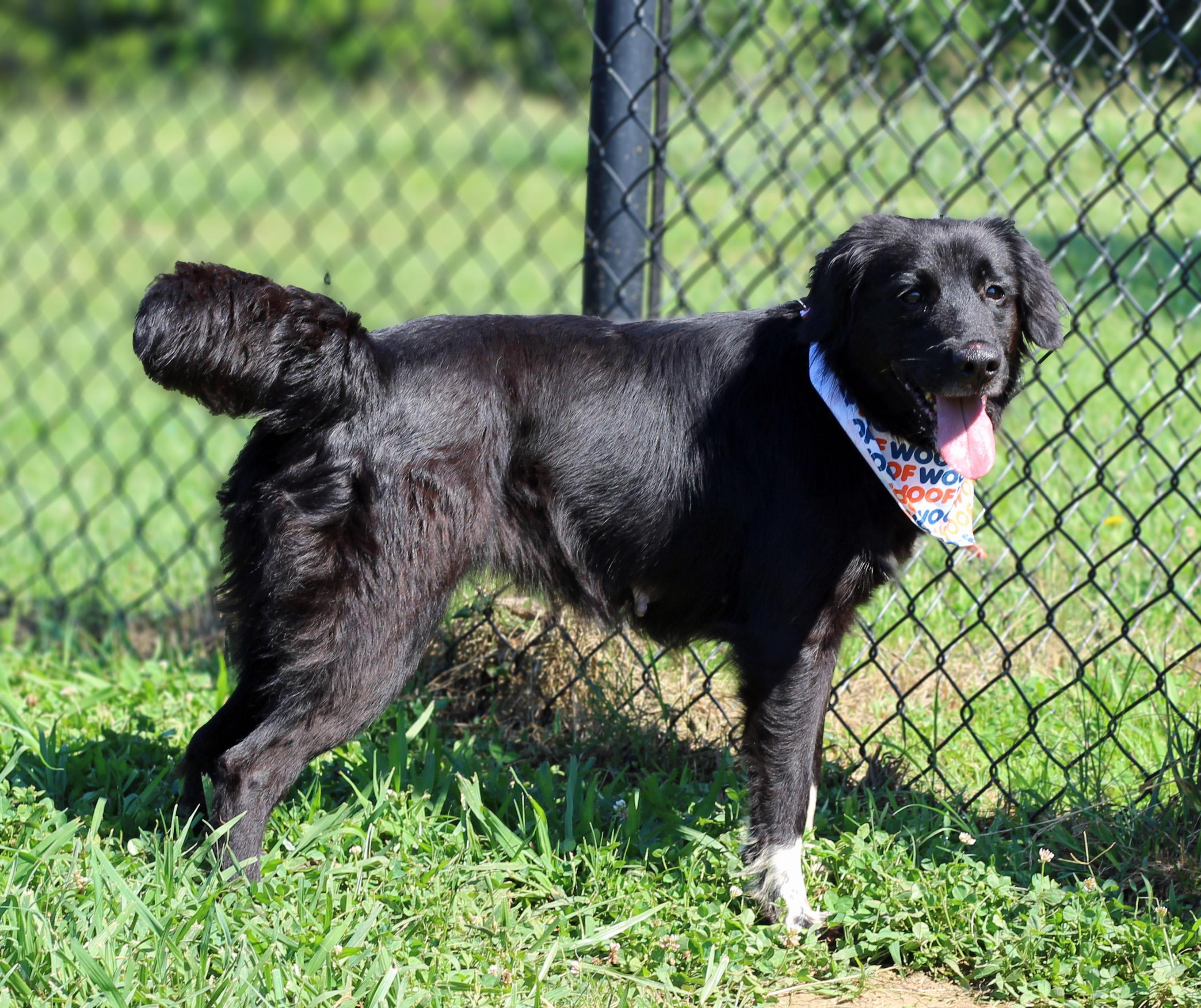 Enlarge Gilly, a ADOPTABLE mixed breed in Lebanon, TN image 2/6