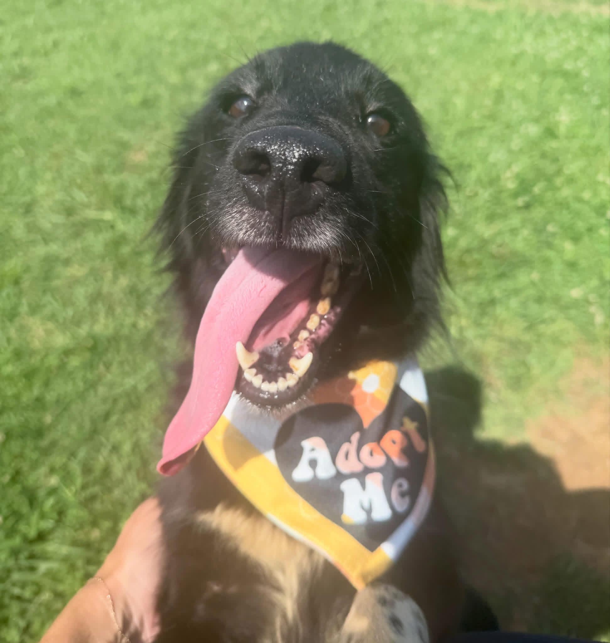 Gilly, ADOPTABLE, Adult Female Border Collie.