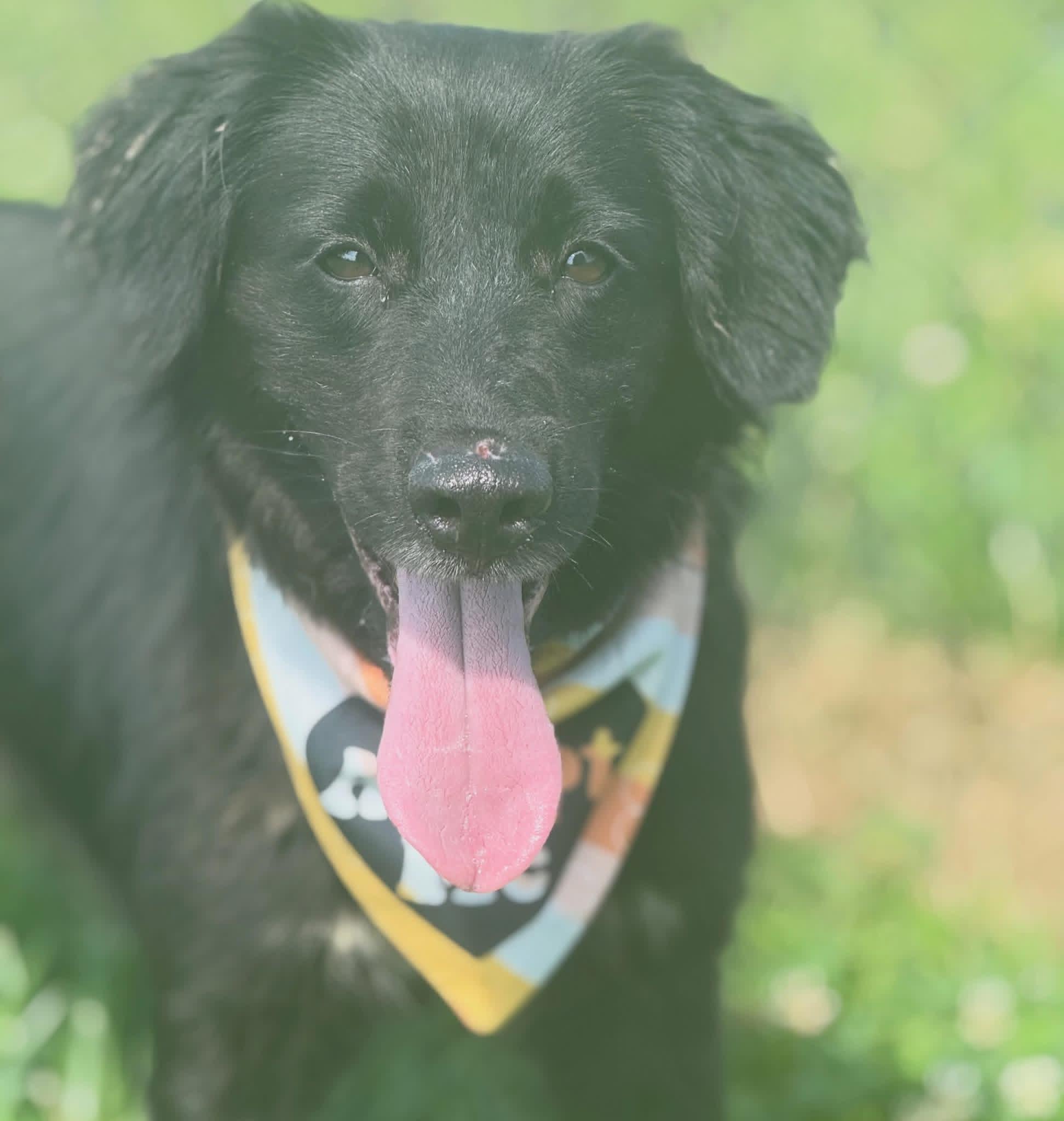 Gilly, a ADOPTABLE mixed breed in Lebanon, TN image 2/3