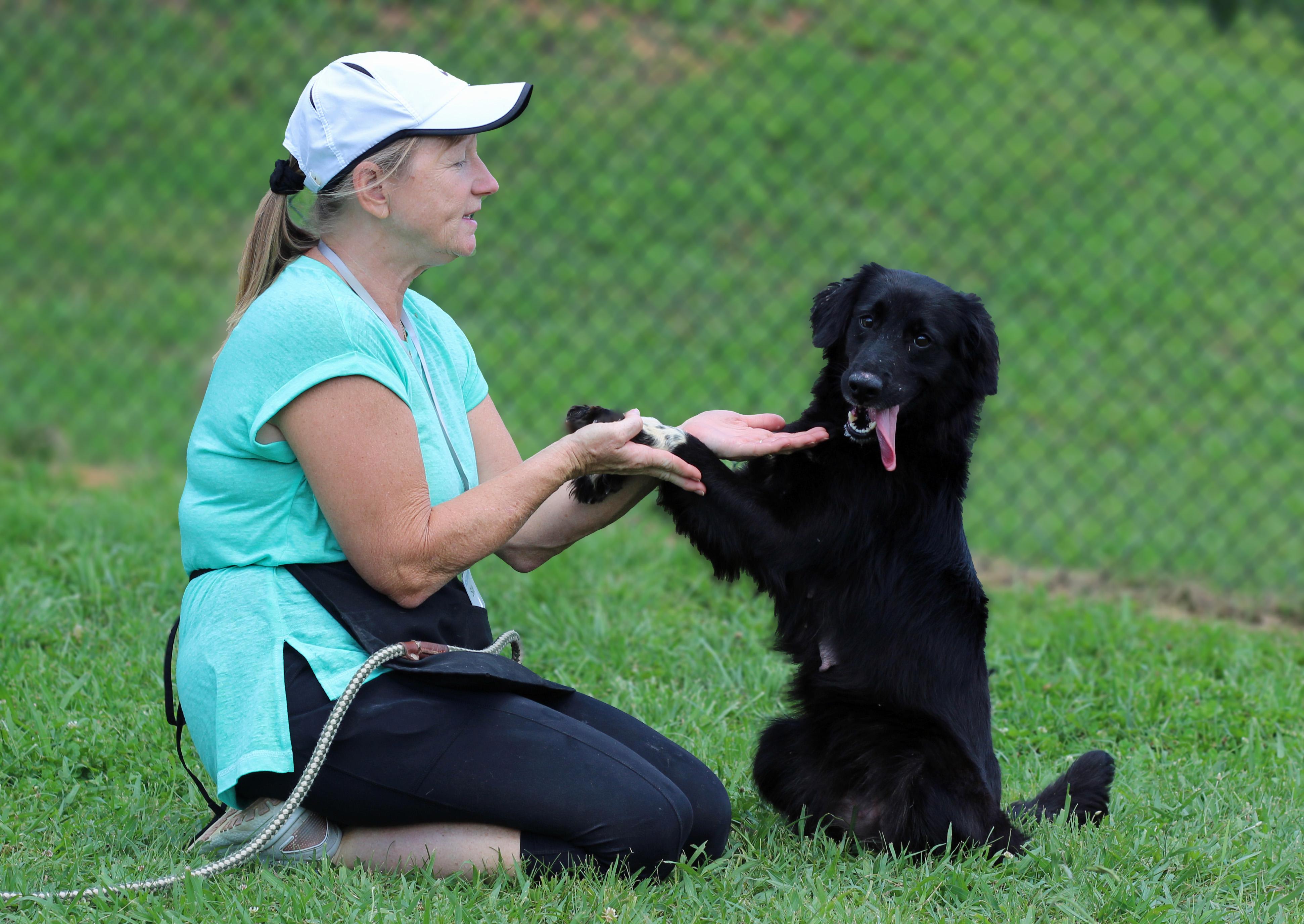 Enlarge Gilly, a ADOPTABLE mixed breed in Lebanon, TN image 4/6