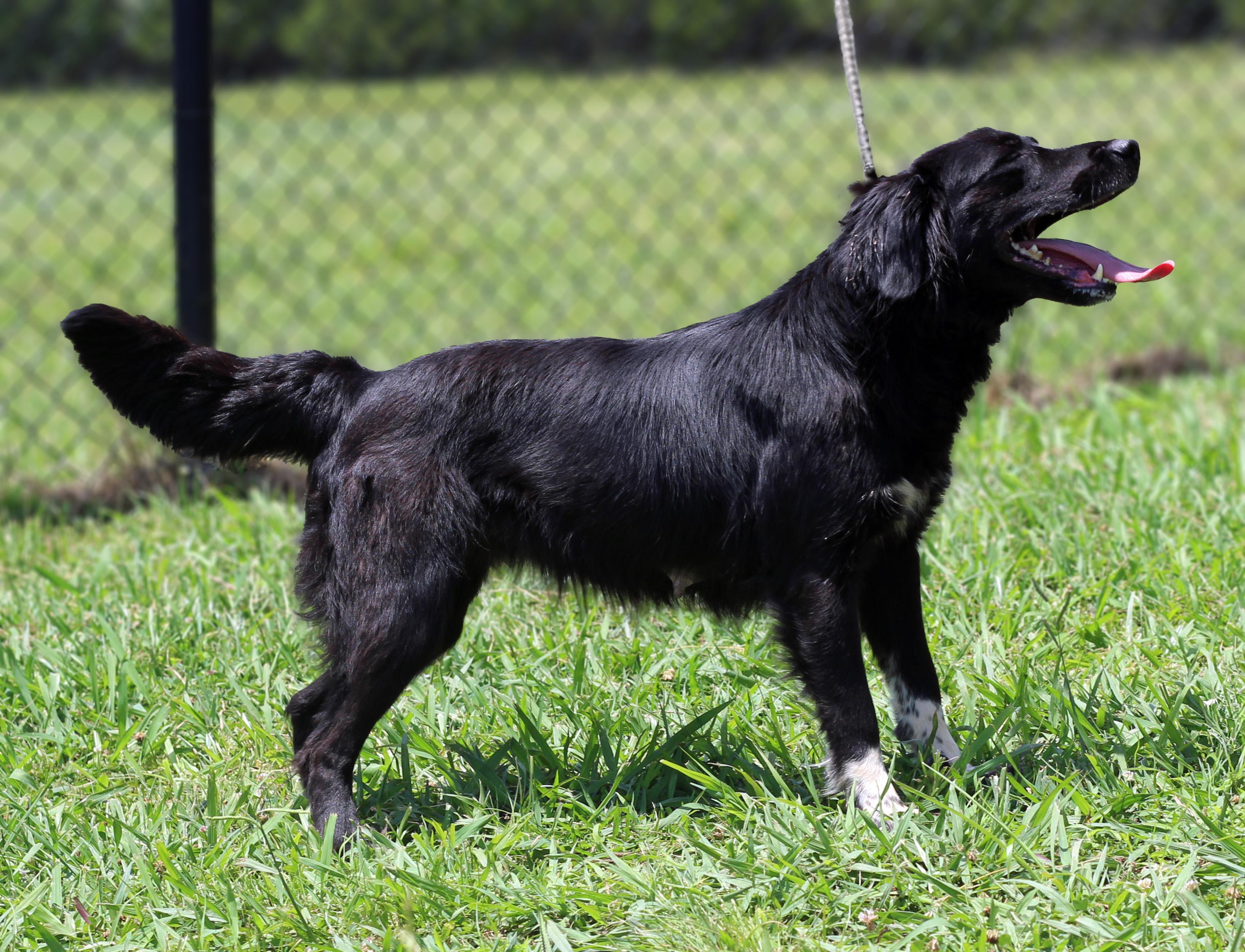 Enlarge Gilly, a ADOPTABLE mixed breed in Lebanon, TN image 5/6