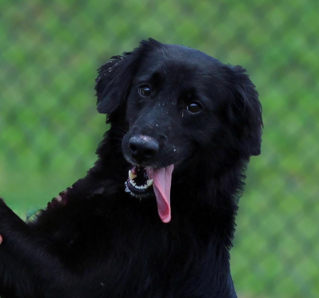 Gilly, ADOPTABLE, Adult Female Border Collie.