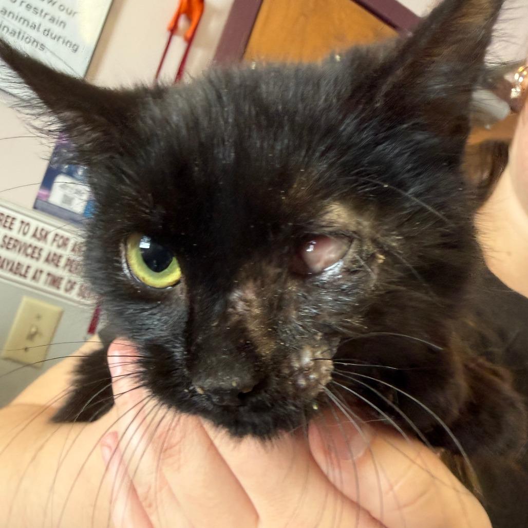 Enlarge Wink, a Adoptable mixed breed in Lancaster, OH image 1/2