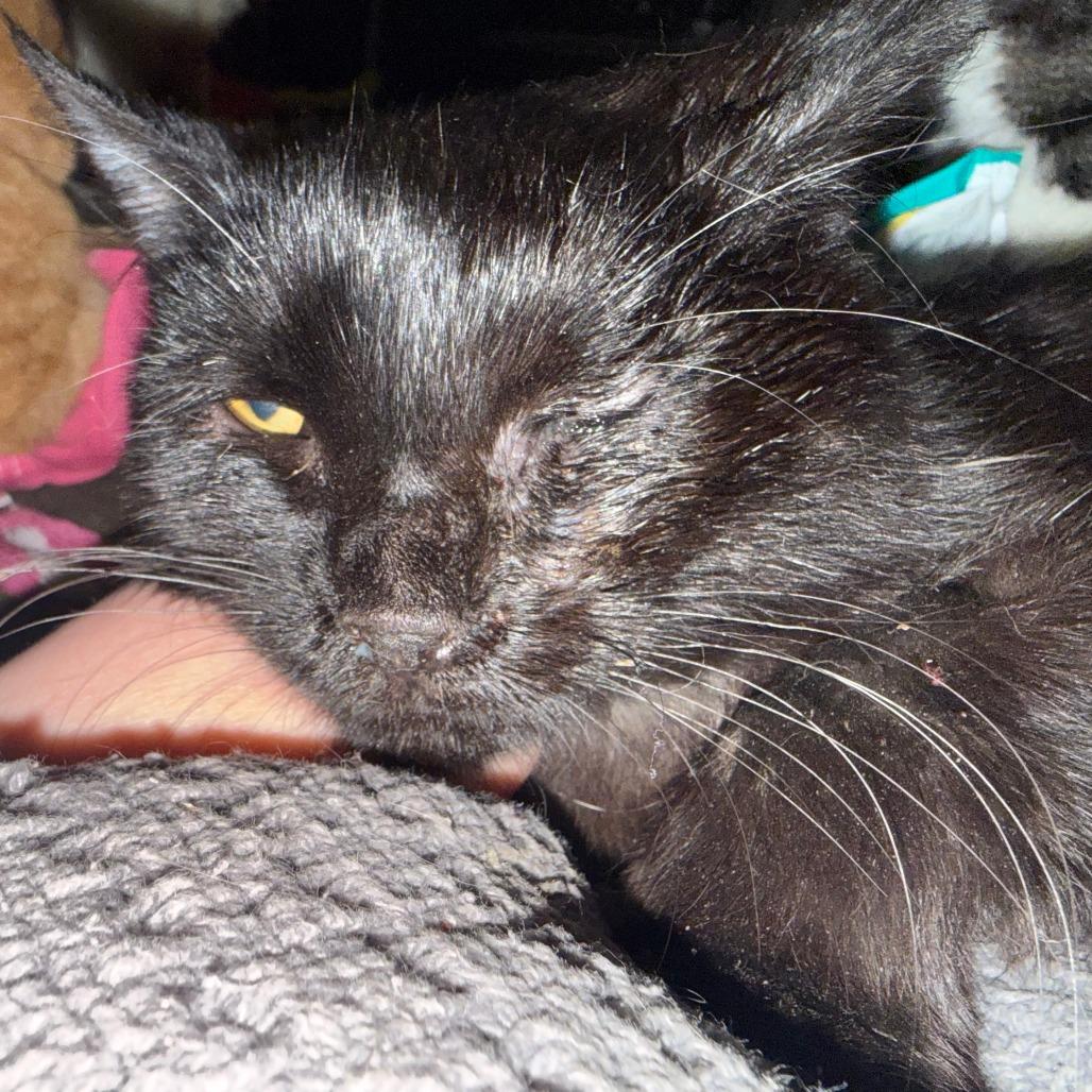 Enlarge Wink, a Adoptable mixed breed in Lancaster, OH image 2/2