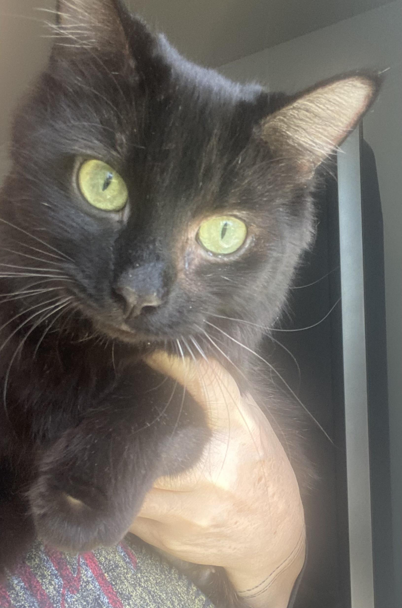 Jade, an adopted Domestic Medium Hair in Canal Fulton, OH image 4/4