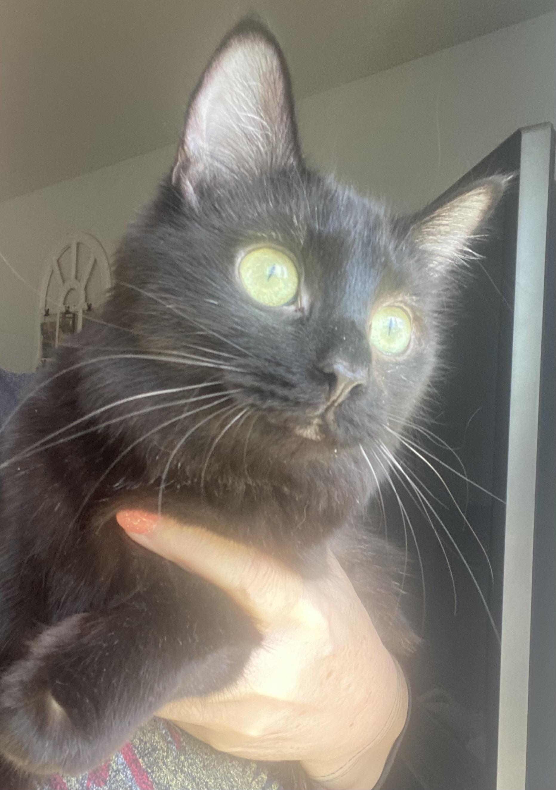 Jade, adopted, Adult Female Domestic Medium Hair.
