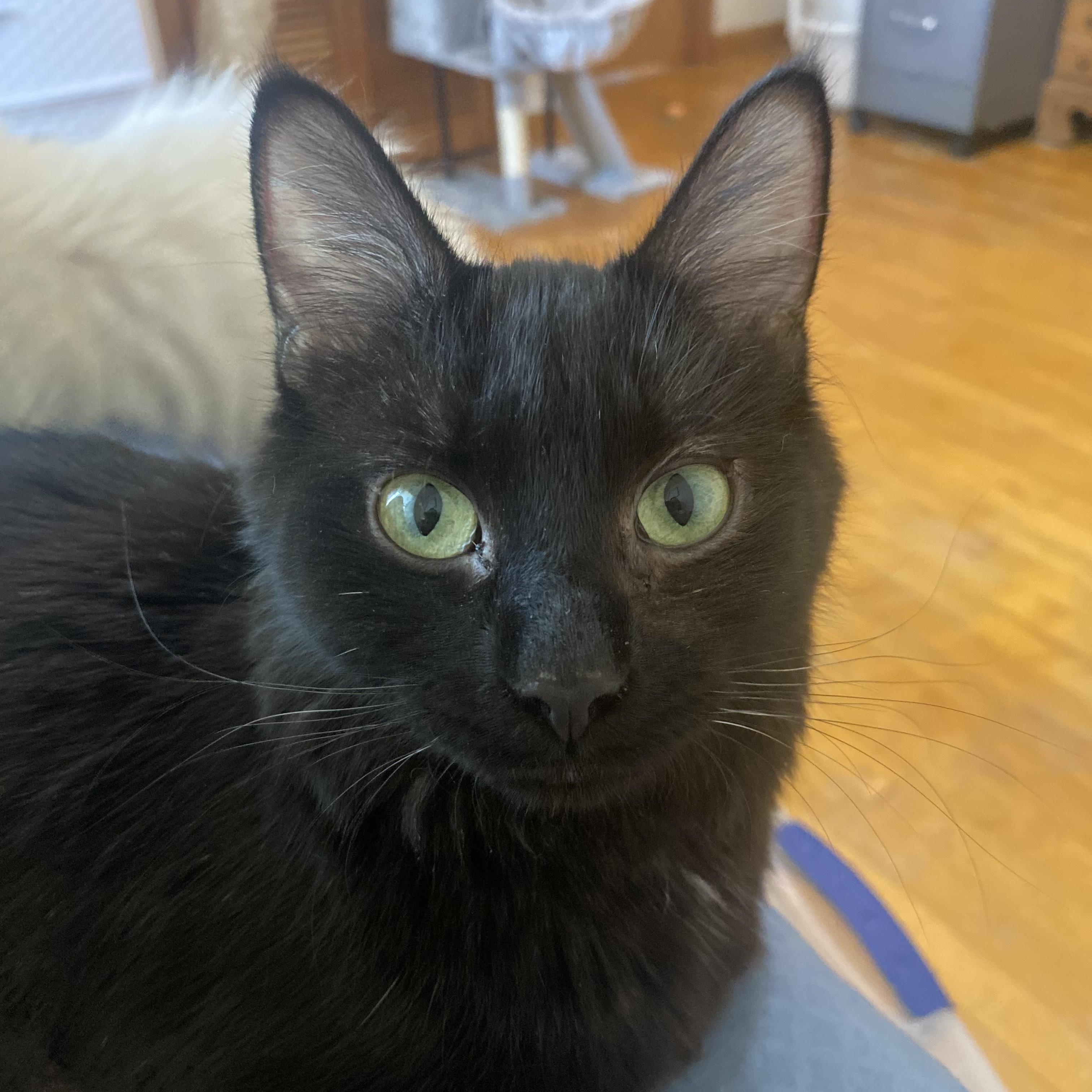 Jade, an adopted Domestic Medium Hair in Canal Fulton, OH image 3/4