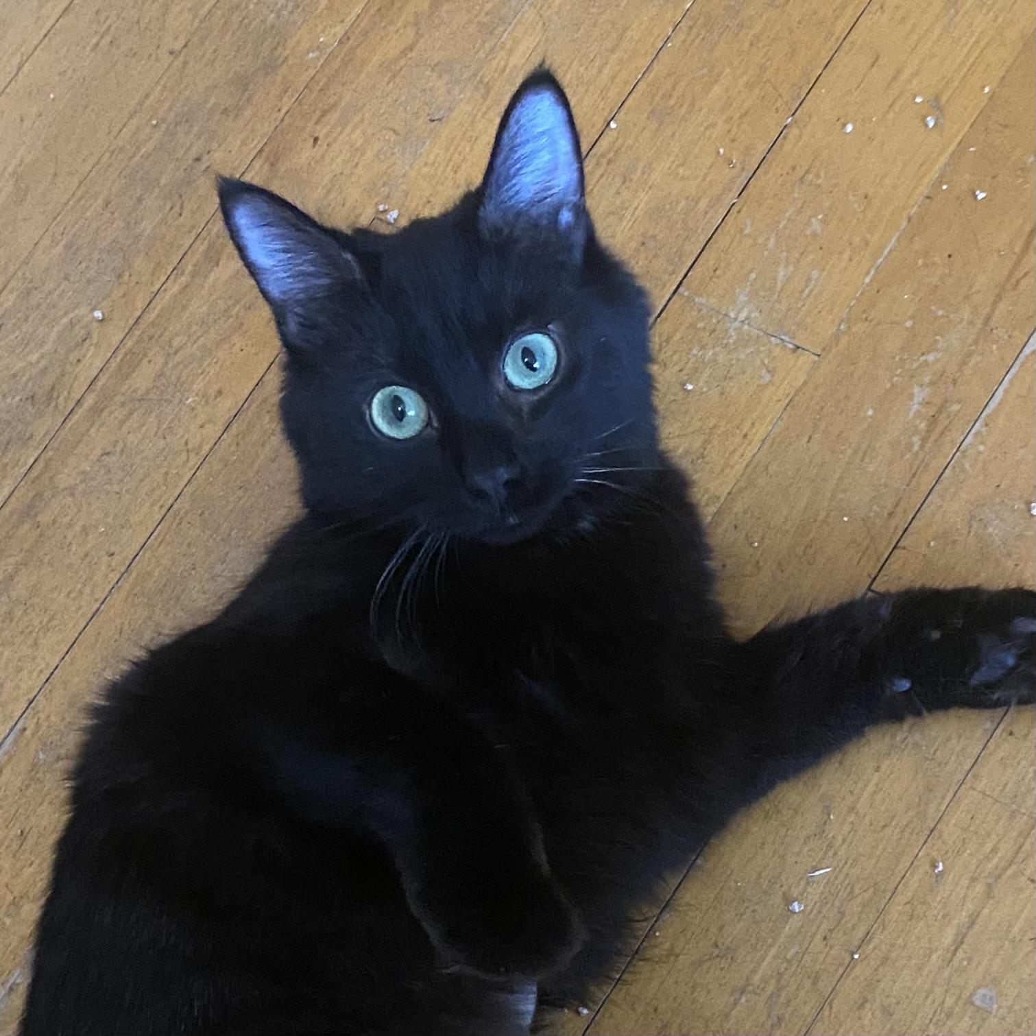 Jade, an adopted Domestic Medium Hair in Canal Fulton, OH image 2/4