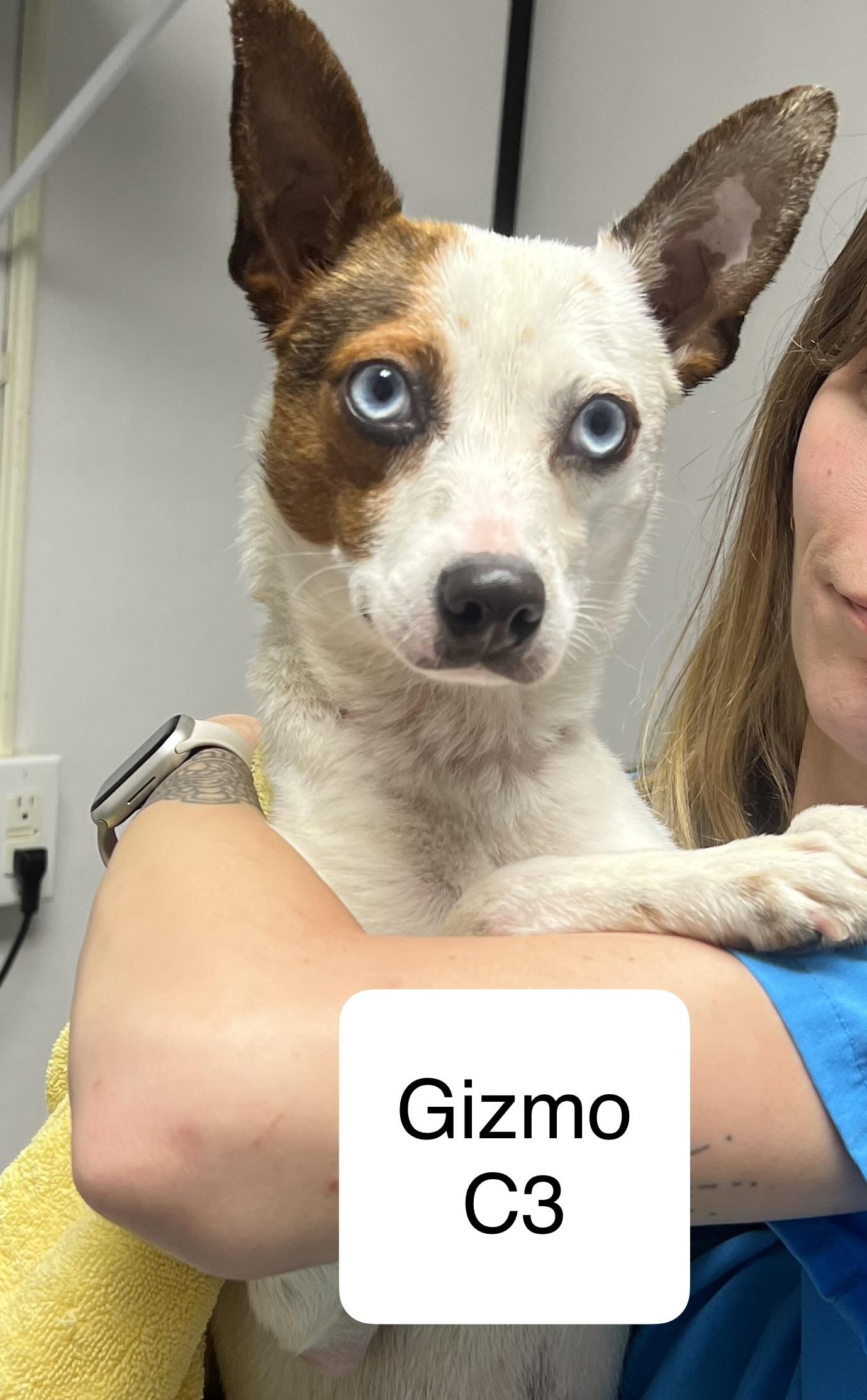 Gizmo, ADOPTABLE, Adult Male Jack Russell Terrier.