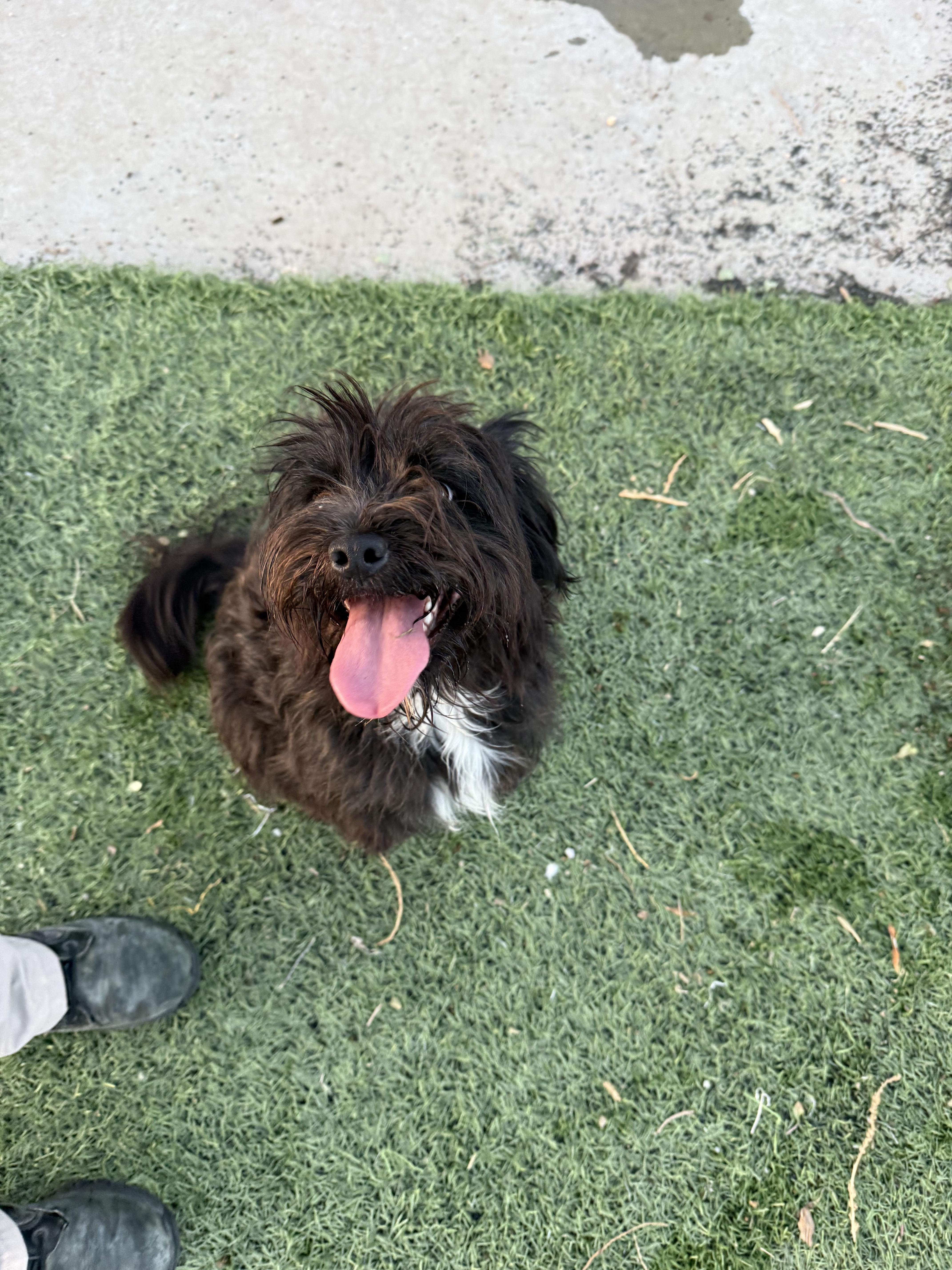 Oreo