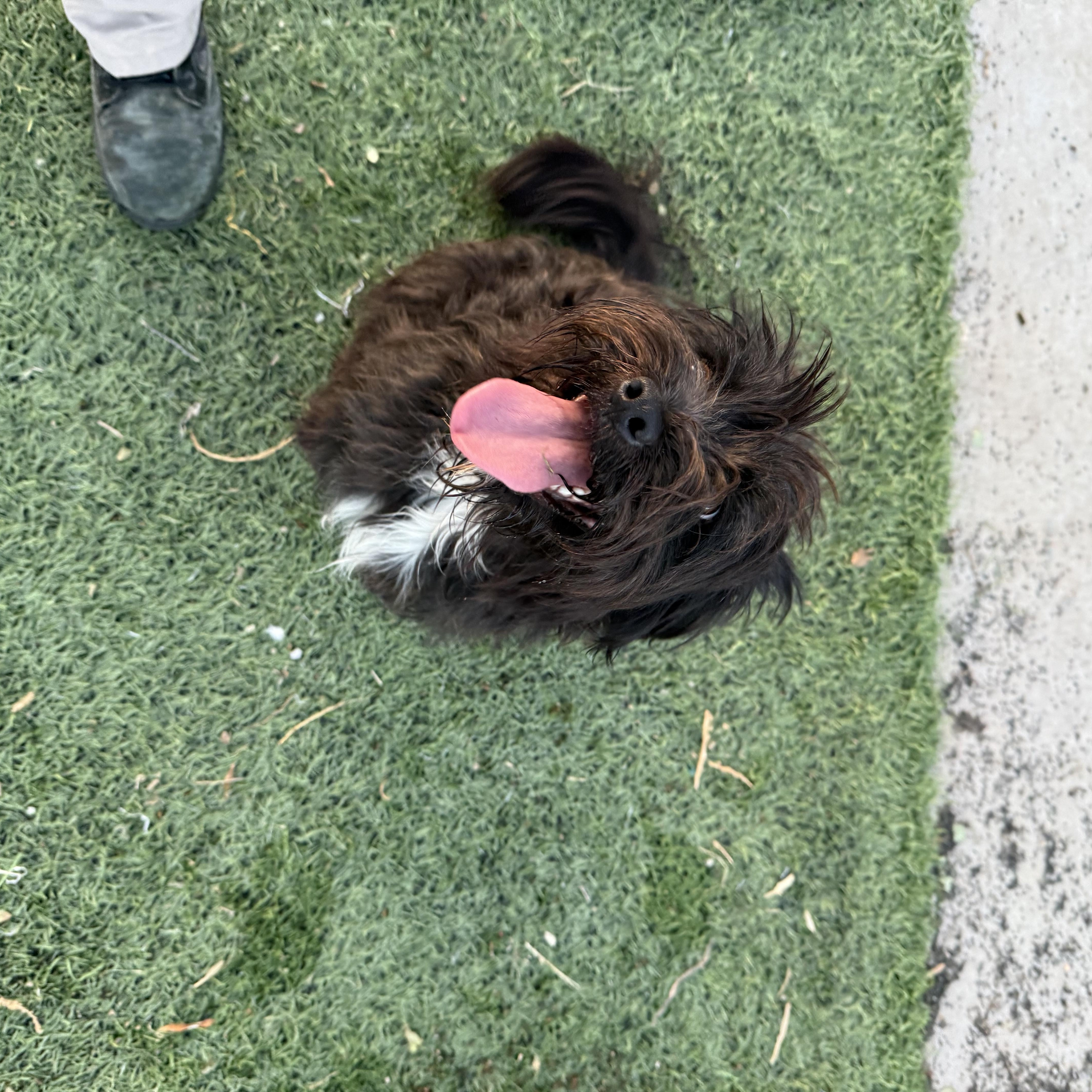 Enlarge Oreo, a Adopted mixed breed in Ulysses, KS image 2/2