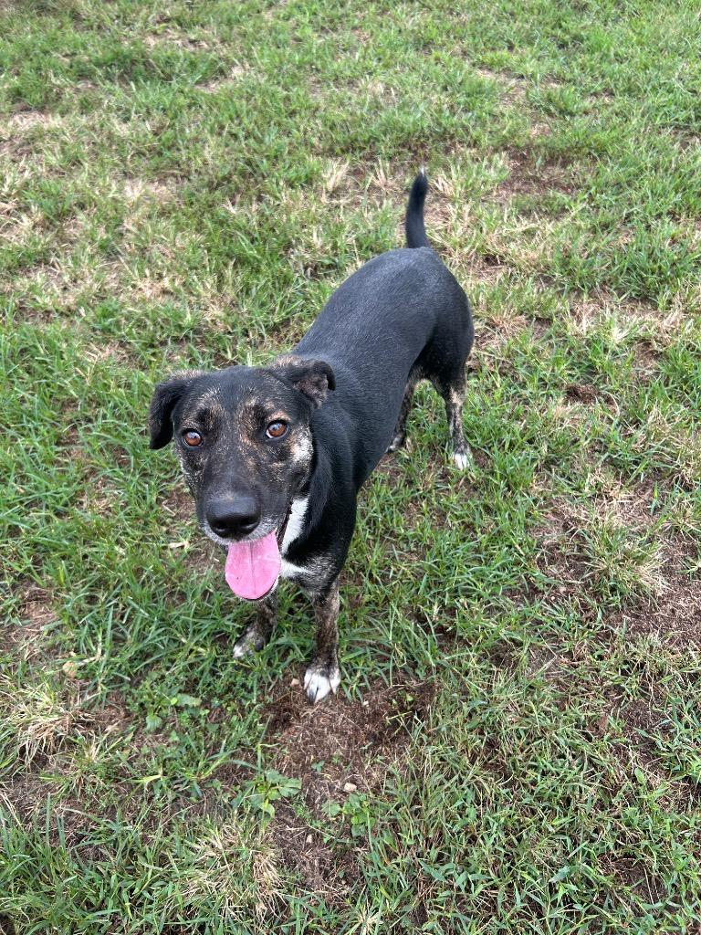 Enlarge Carly, a Adoptable Catahoula Leopard Dog in Johnson City, TN image 4/5