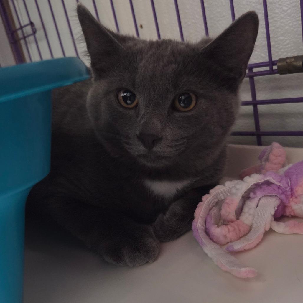Vesper, Adoptable, Kitten Male Domestic Short Hair.
